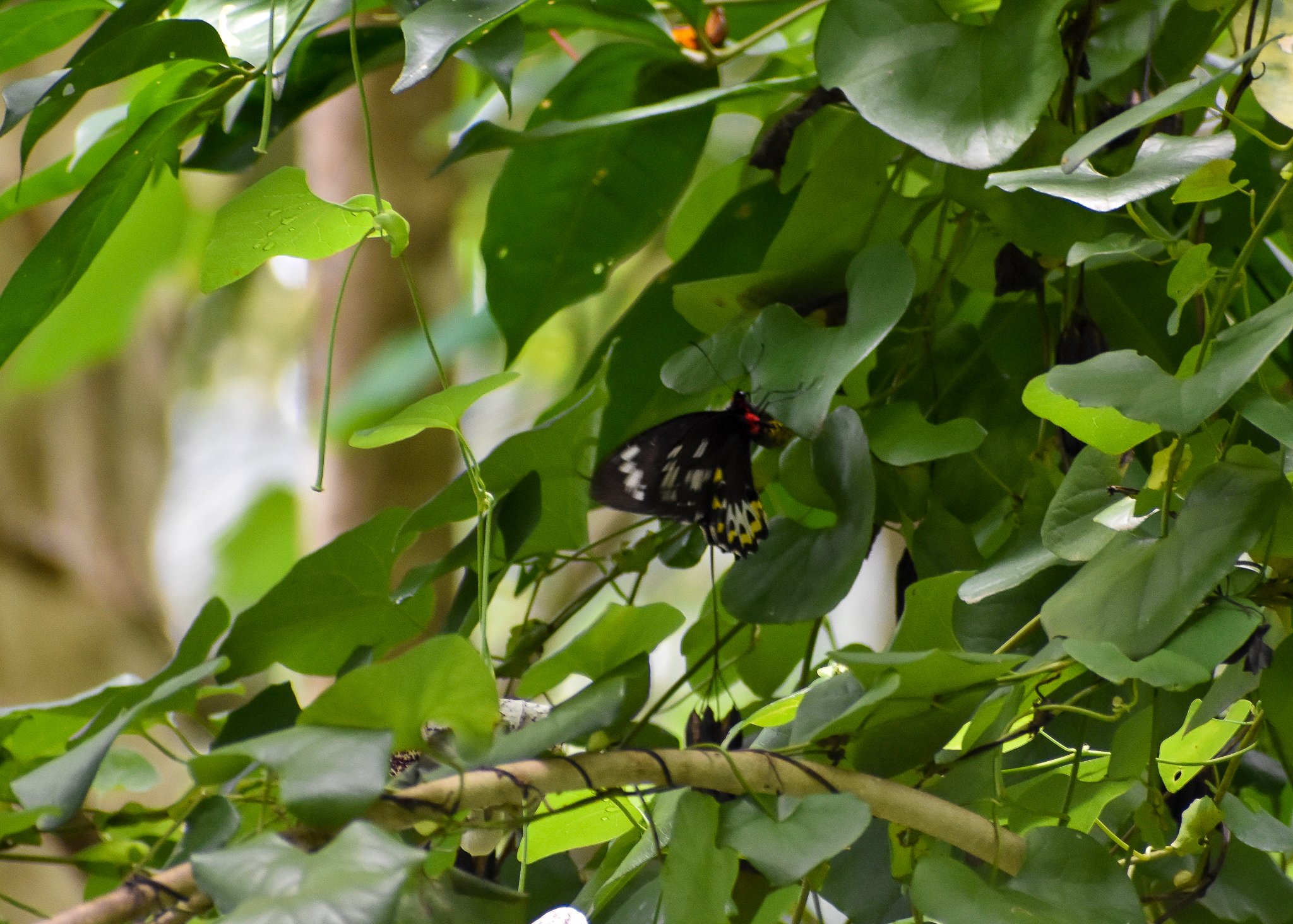 Wild - Richmond Birdwing (Ornithoptera richmondia)