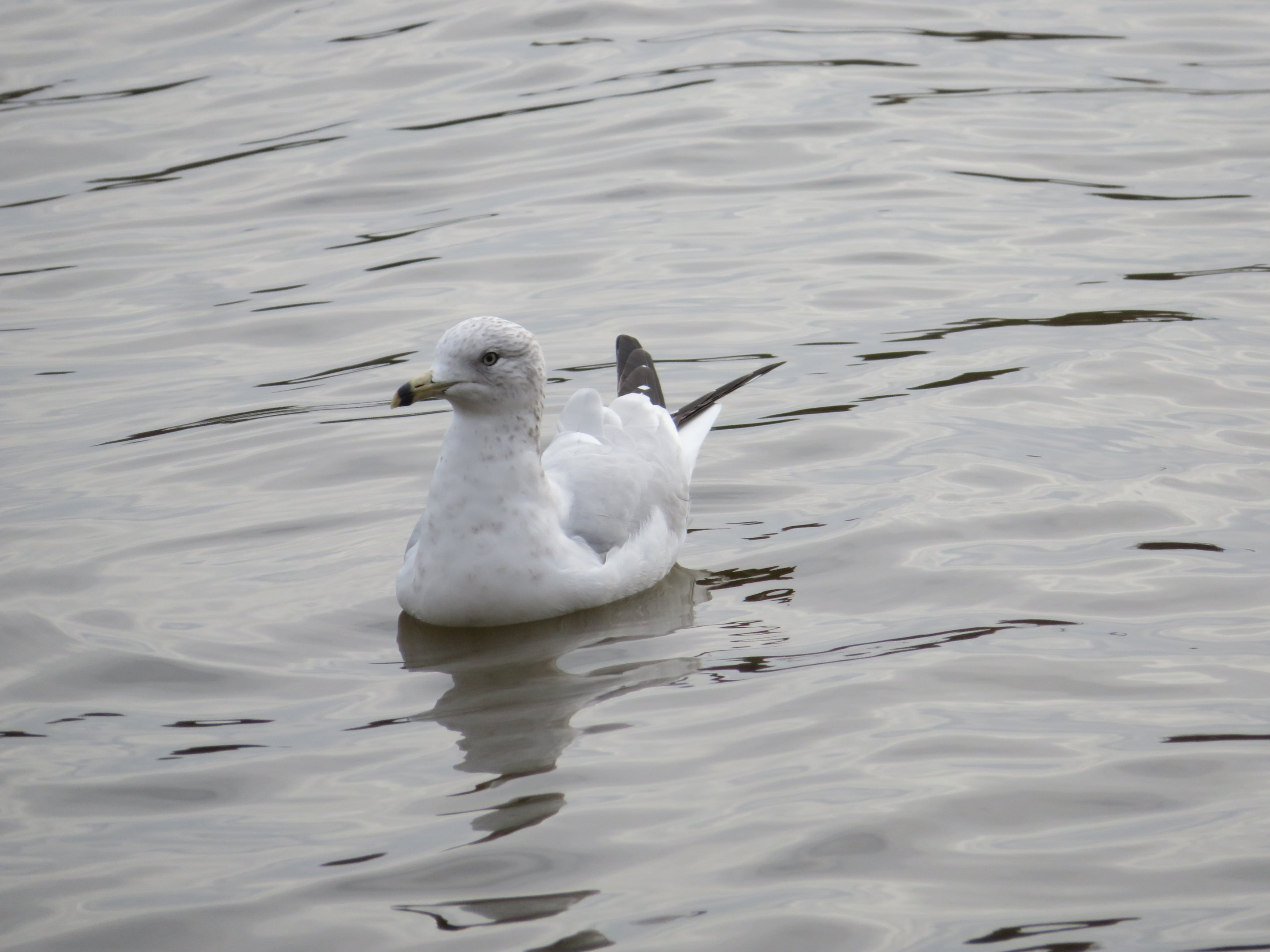 Wild Ring-billed Gull