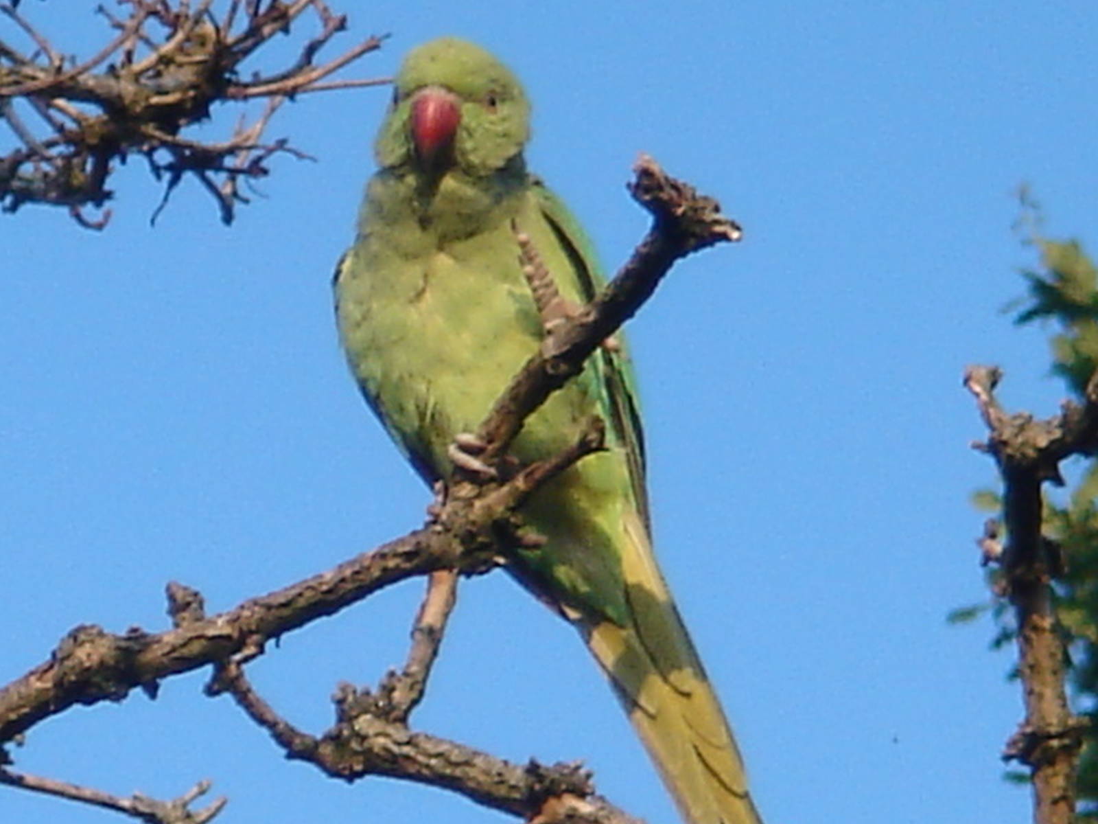 Wild Ring-necked Parakeet in Surrey