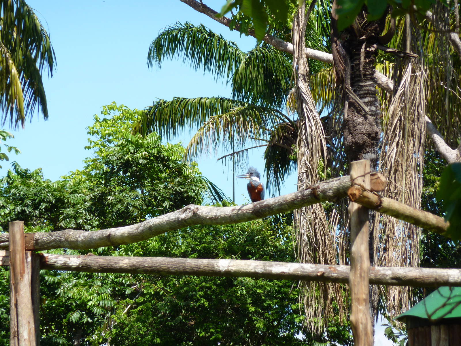 Wild ringed kingfisher