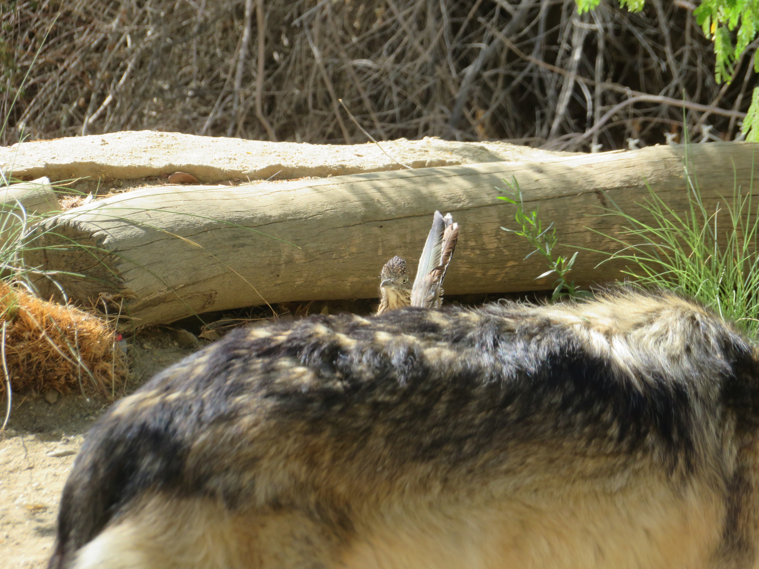 Wild Roadrunner Behind Wolf