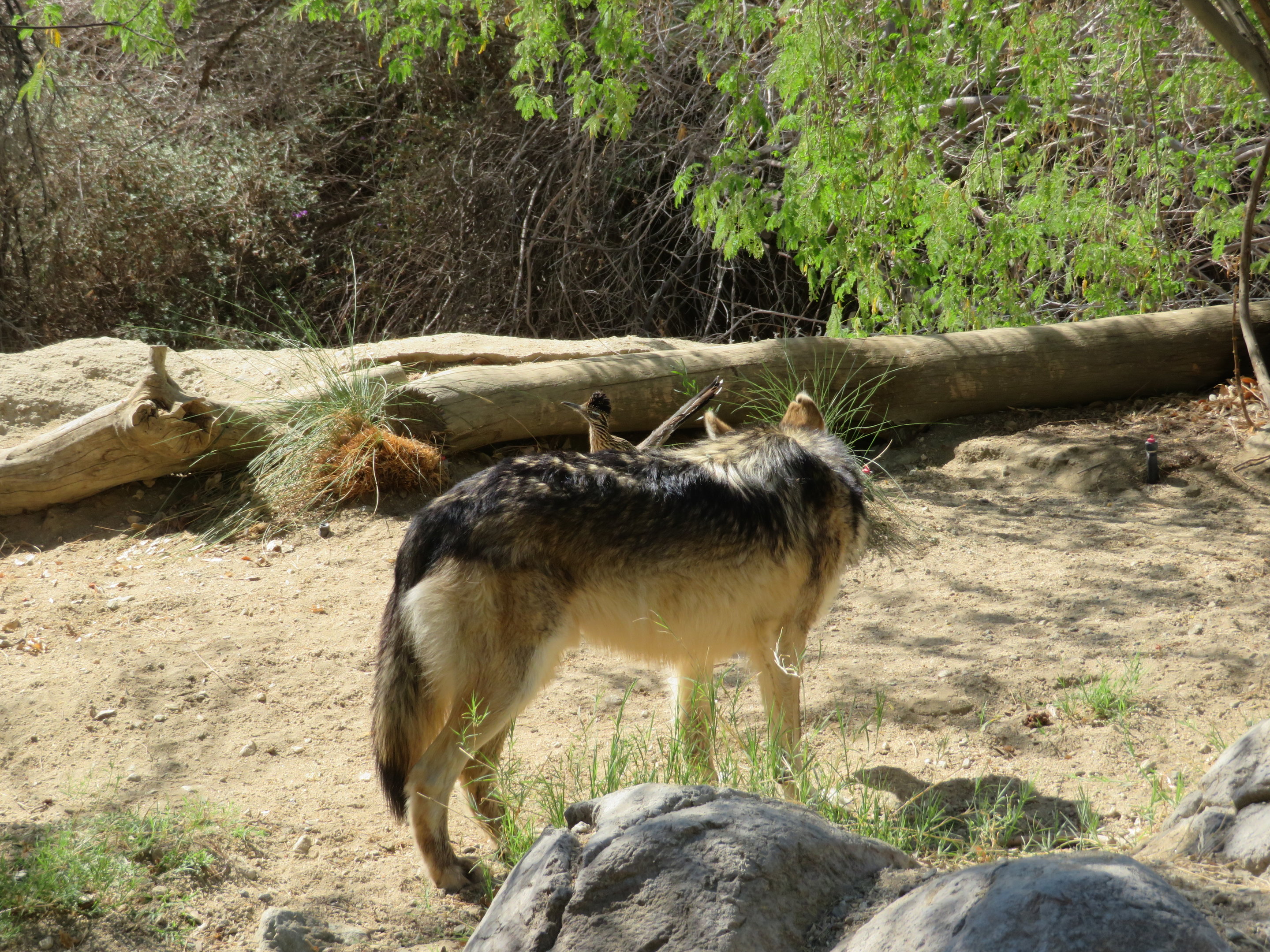 Wild Roadrunner Behind Wolf