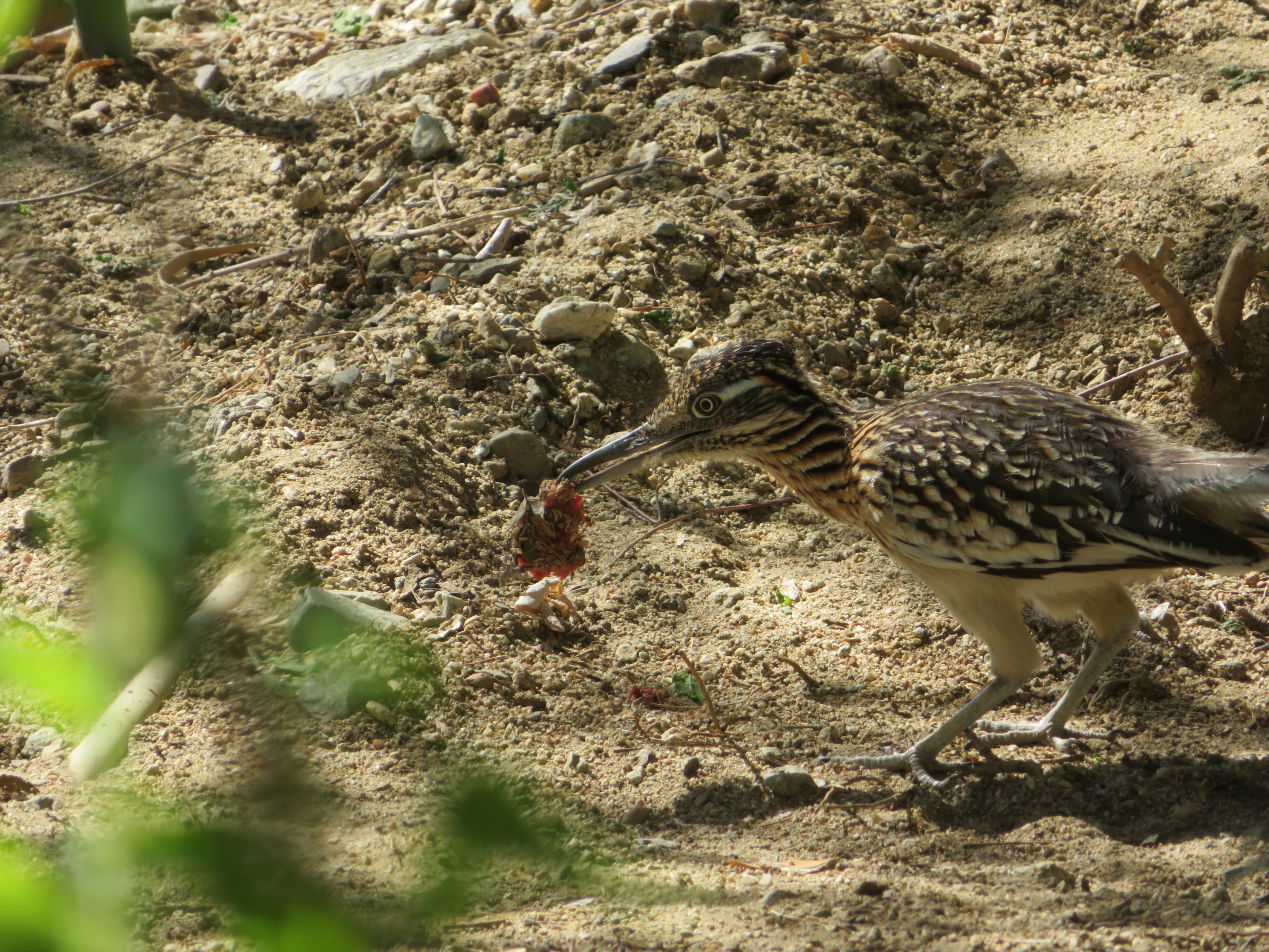 Wild Roadrunner Eating Scraps