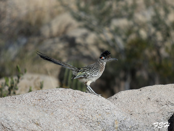 wild roadrunner