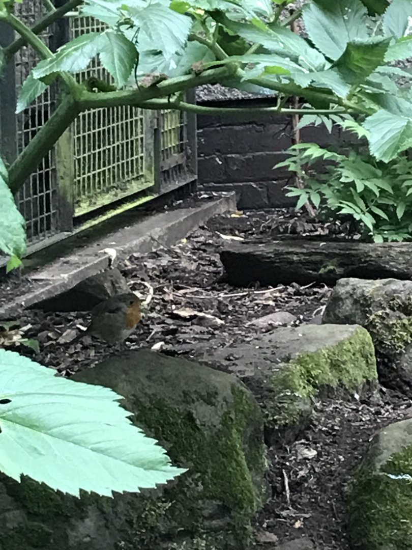 Wild robin in diana monkey cage