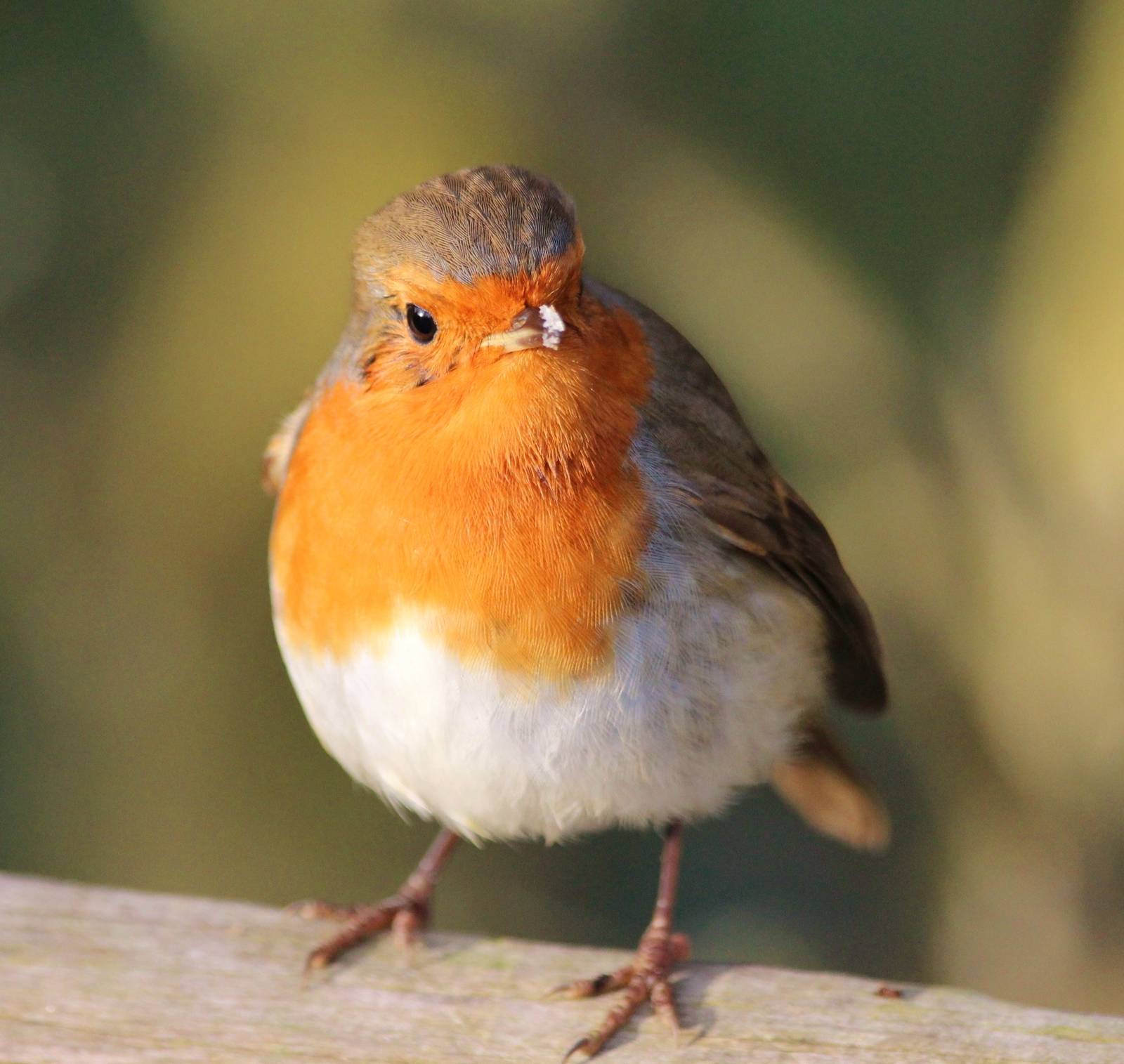 Wild Robin