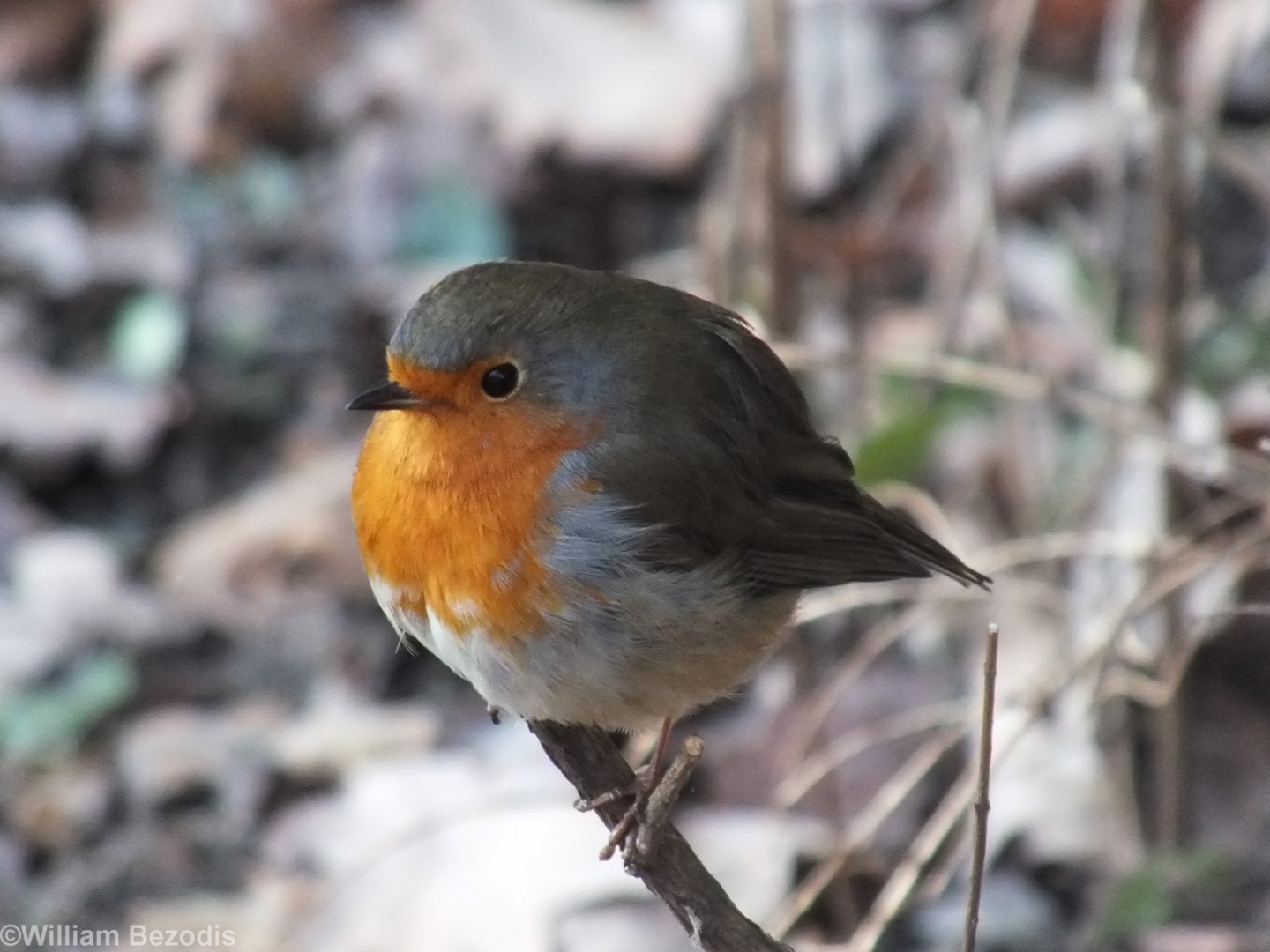 Wild Robin