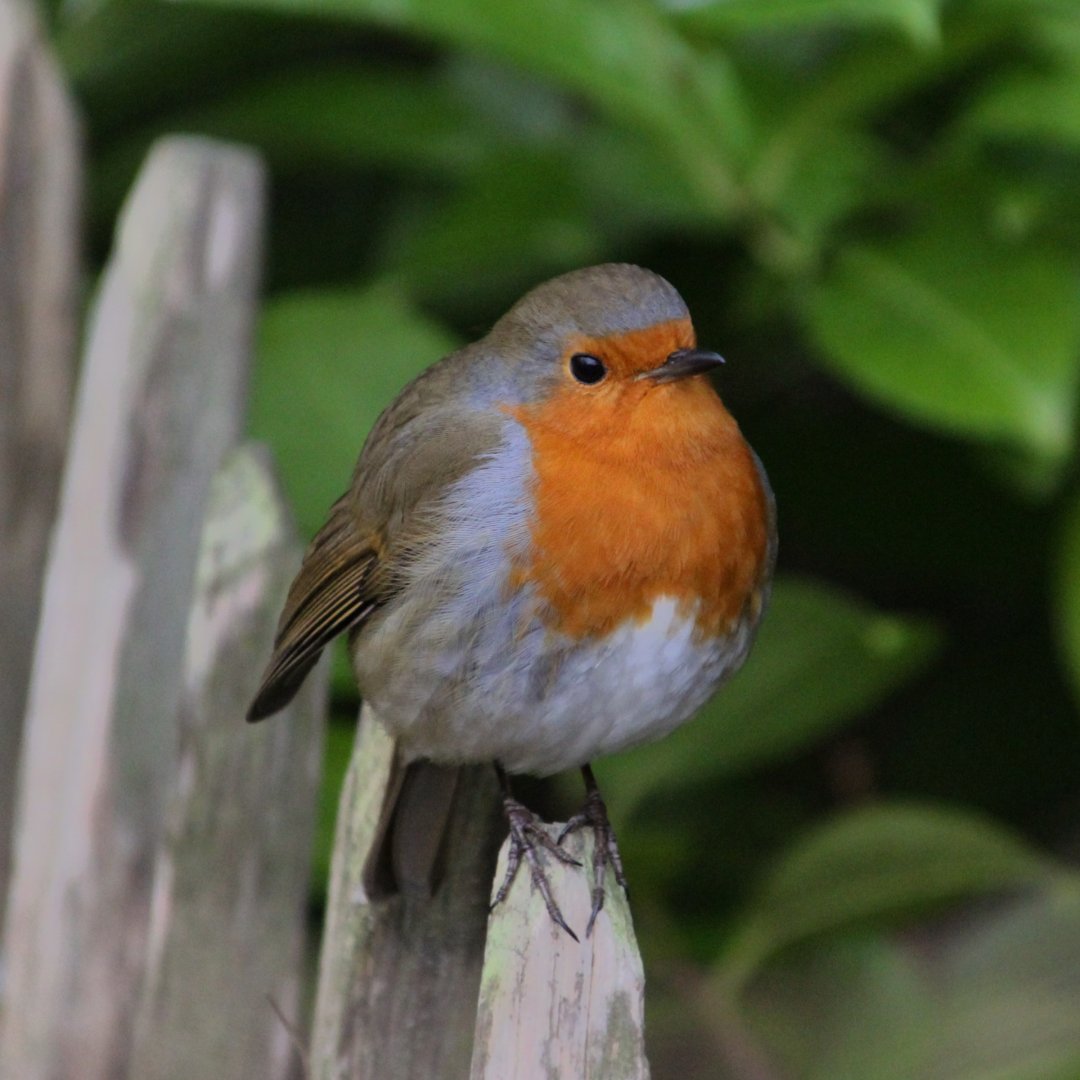 Wild Robin