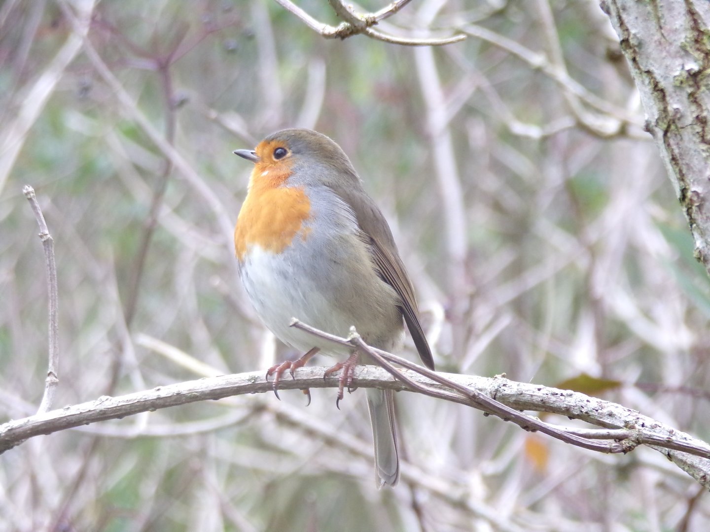 Wild robin