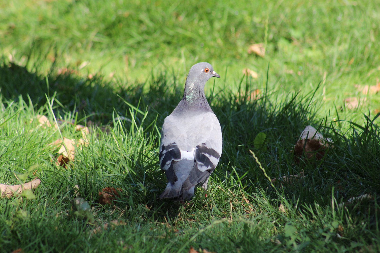 Wild Rock Dove?