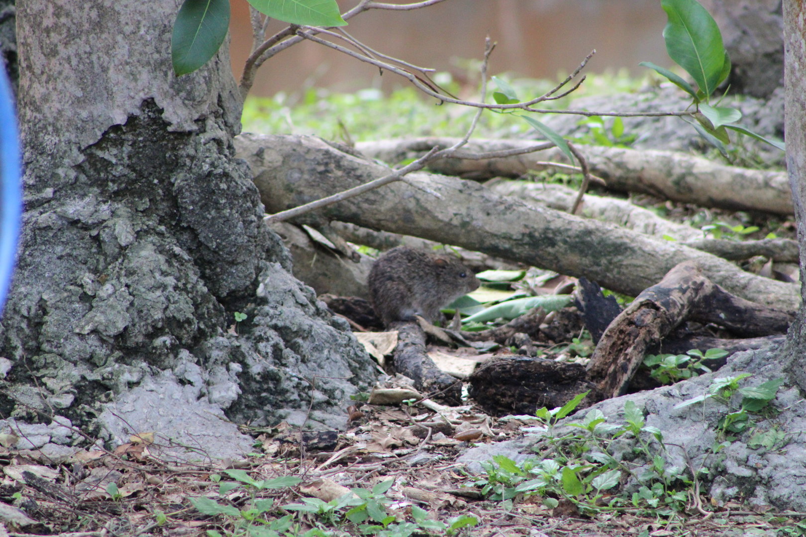 Wild Rodent ID - Zoo Miami