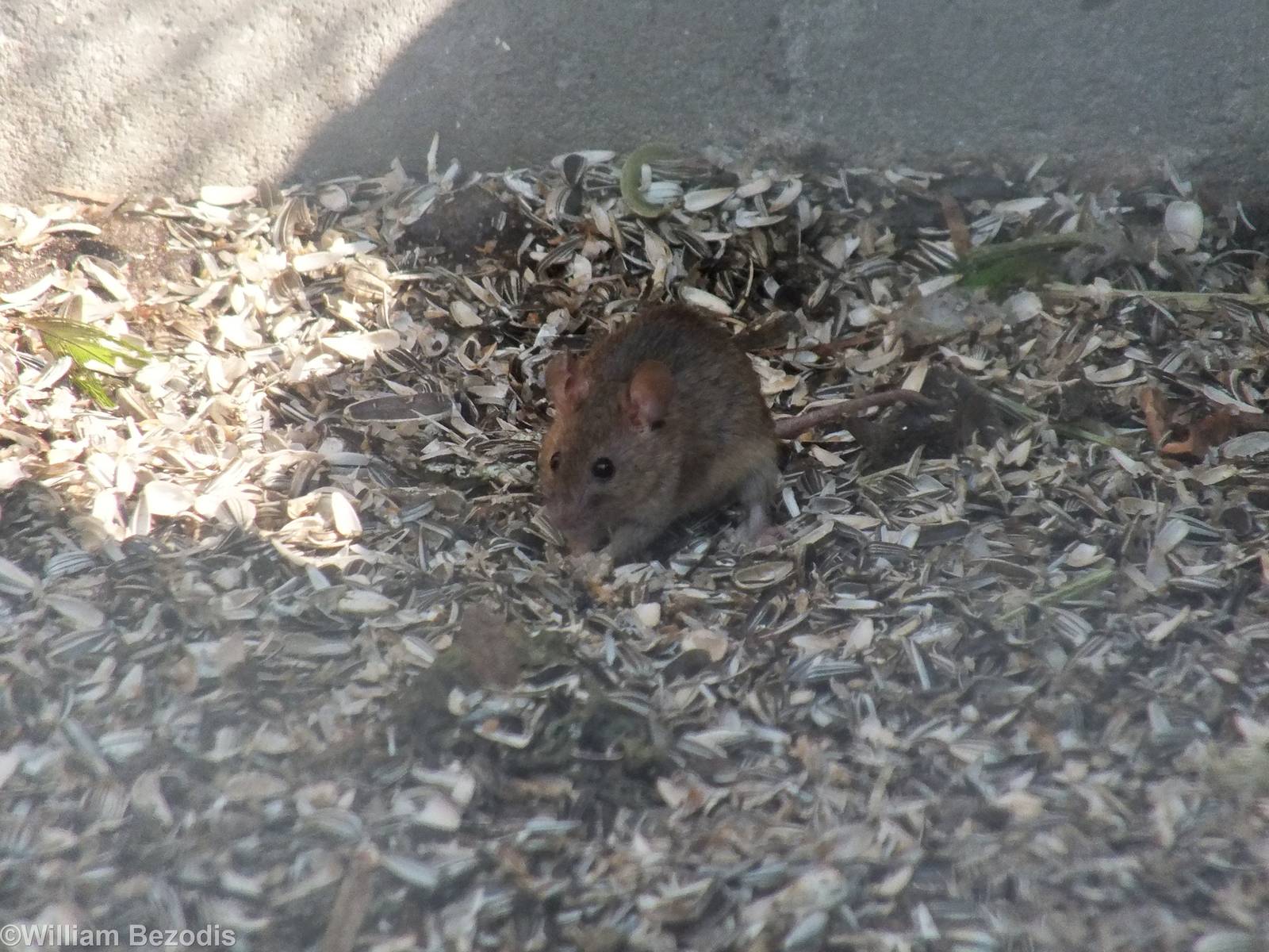Wild Rodent in a Parrot Aviary