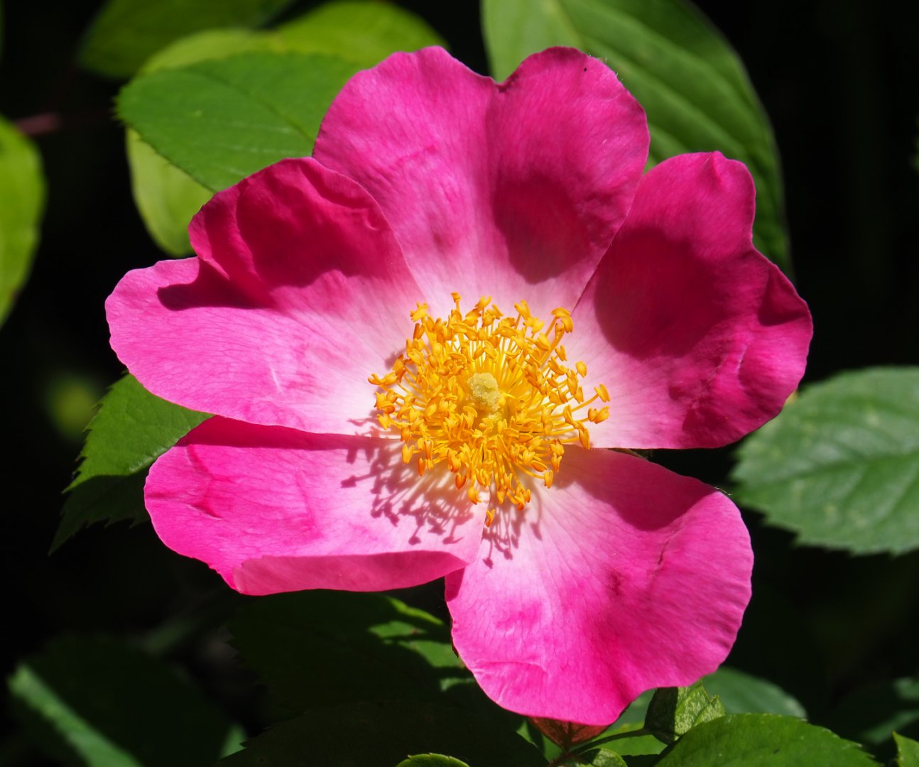 Wild rose flower (Rosa species), 2019-06-01