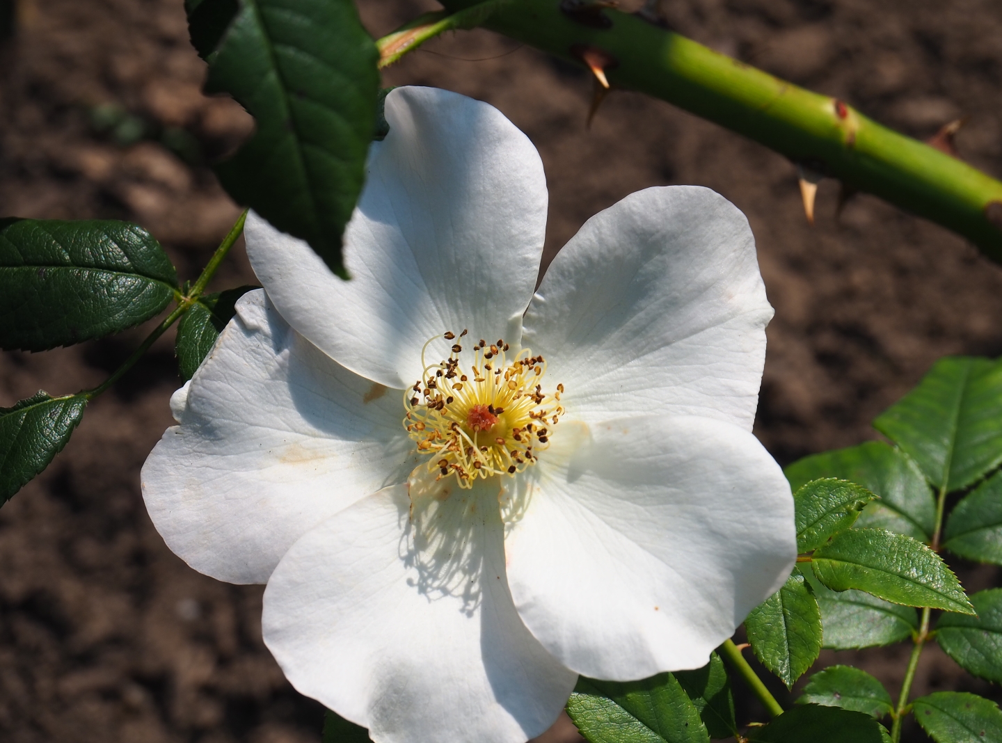 Wild rose flower (Rosa species), Aug 28th, 2018