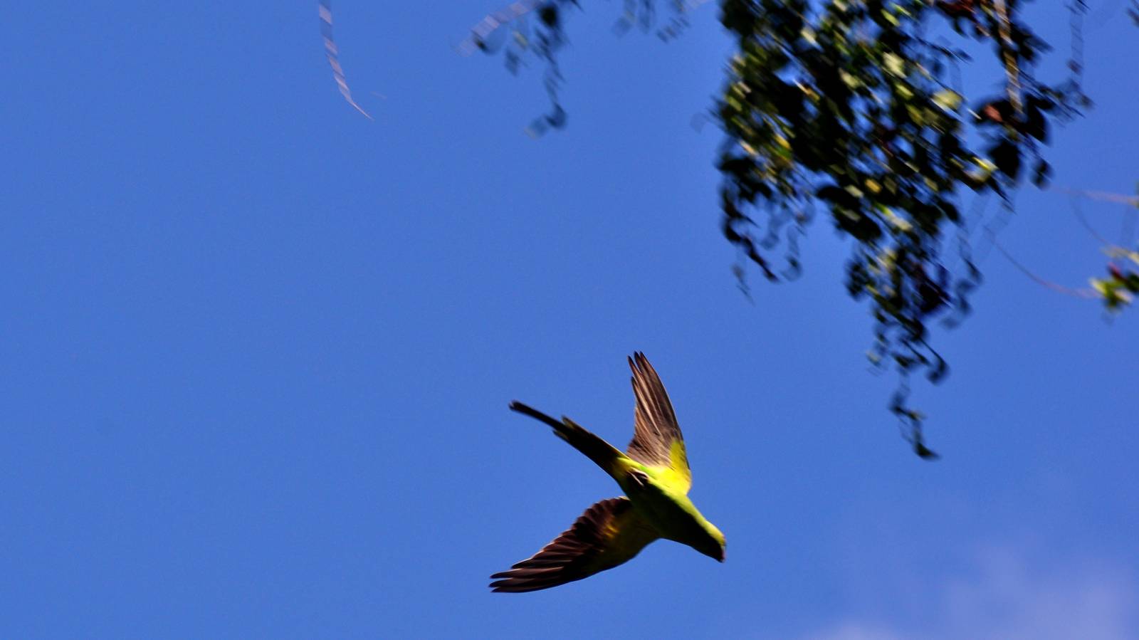Wild Rose-ringed Parakeet