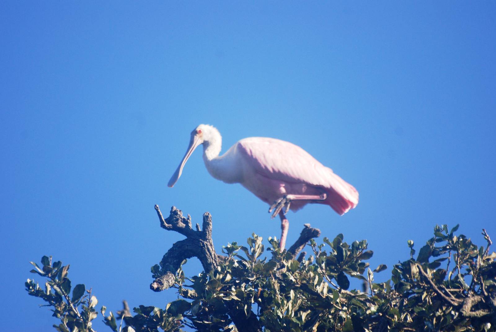 Wild Roseate Spoonbill at St. Augustine, 11/10/13