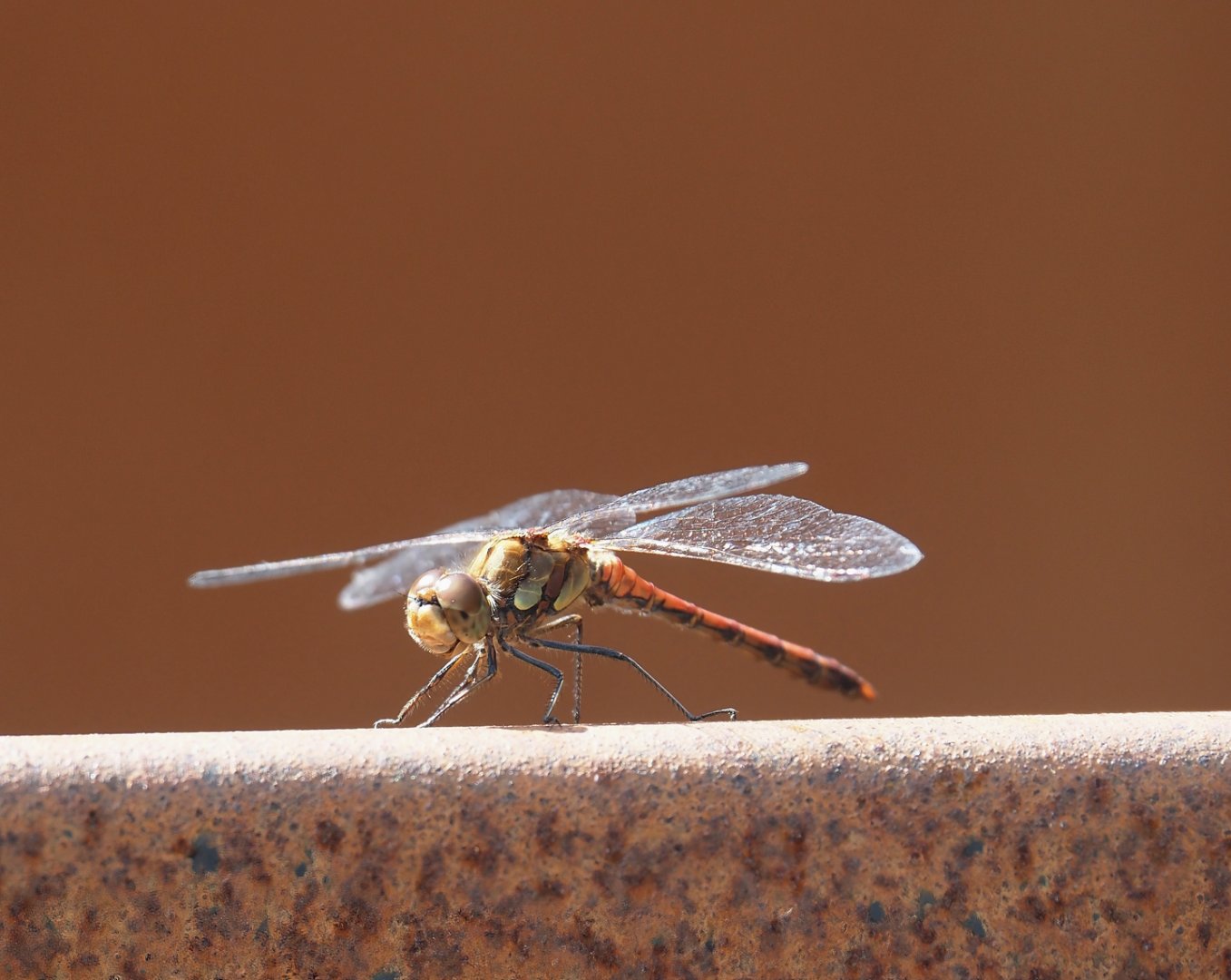 Wild Ruddy darter (Sympetrum sanguineum), 2024-08-21