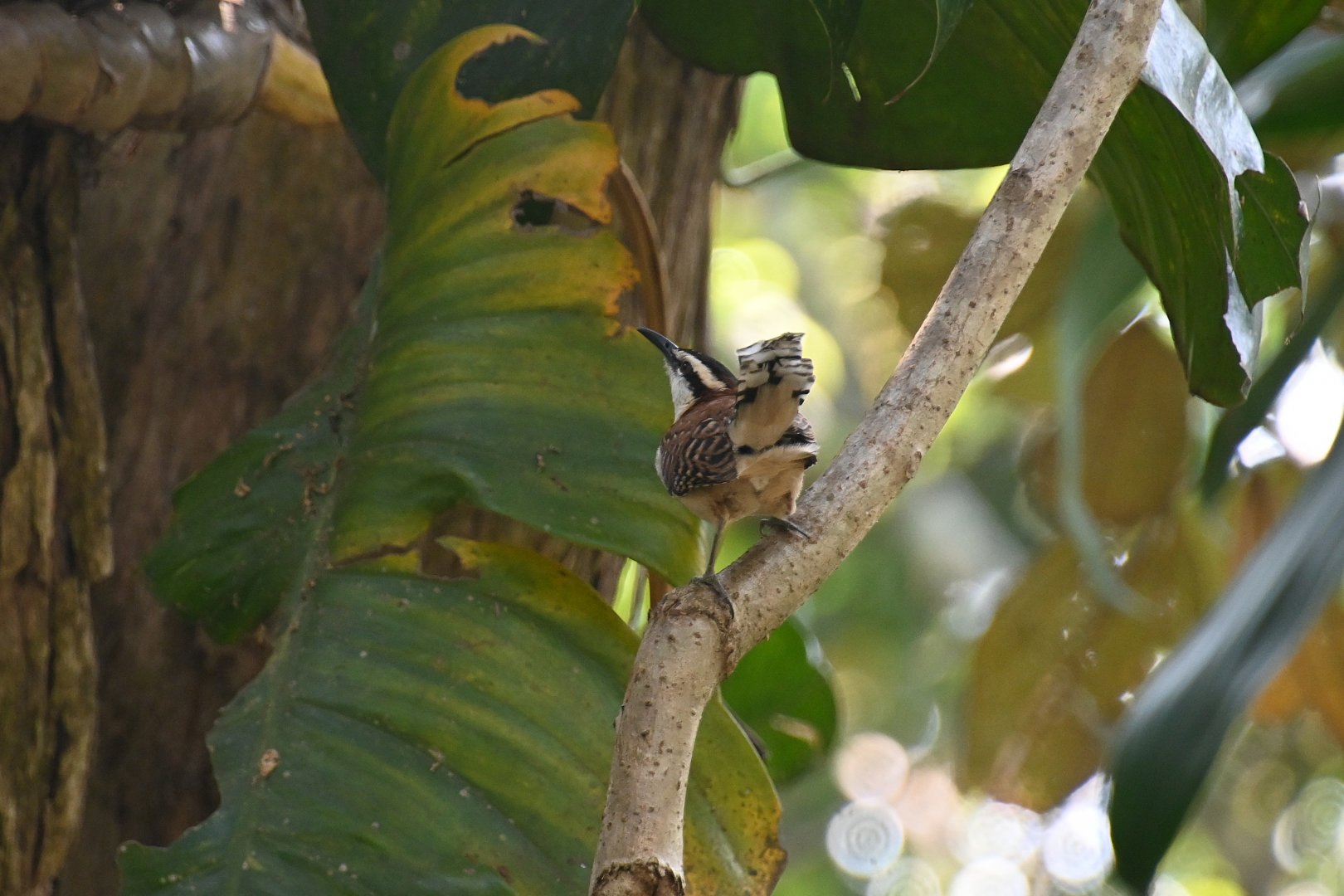 (Wild) Rufous-backed wren (Campylorhynchus capistratus)