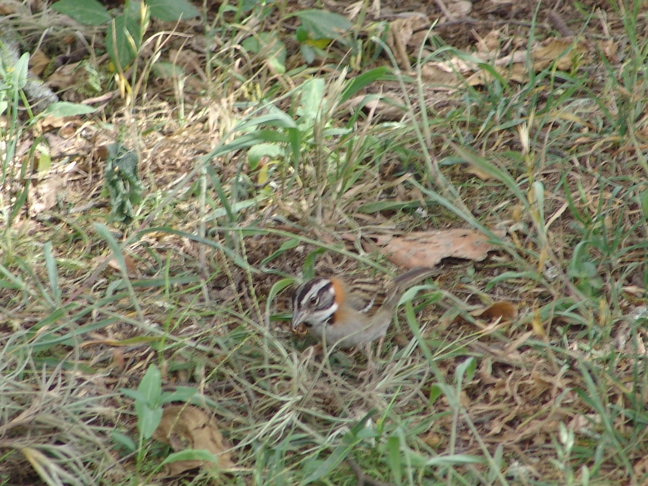 Wild Rufous-collared Sparrow (Zonotrichia capensis)