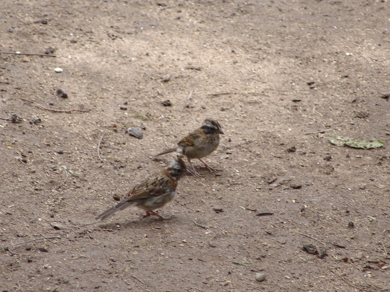 Wild Rufous-collared Sparrows (Zonotrichia capensis)