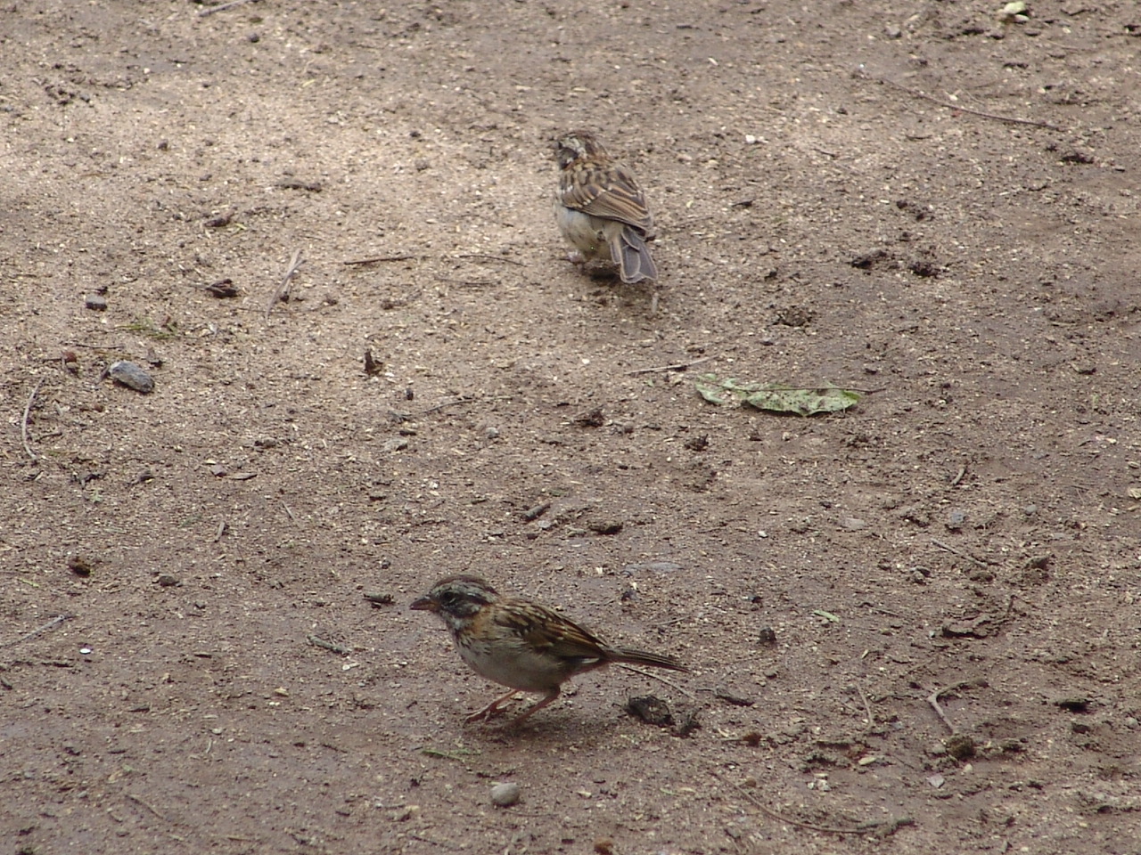 Wild Rufous-collared Sparrows (Zonotrichia capensis)