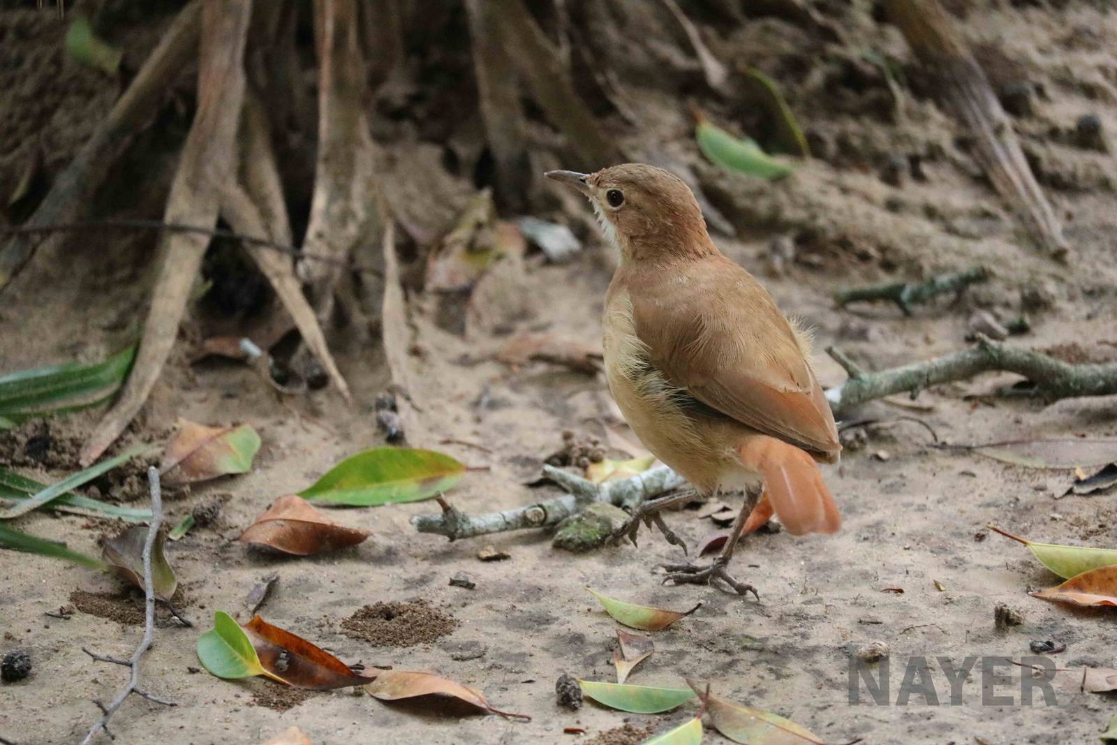Wild rufous hornero, March 2016