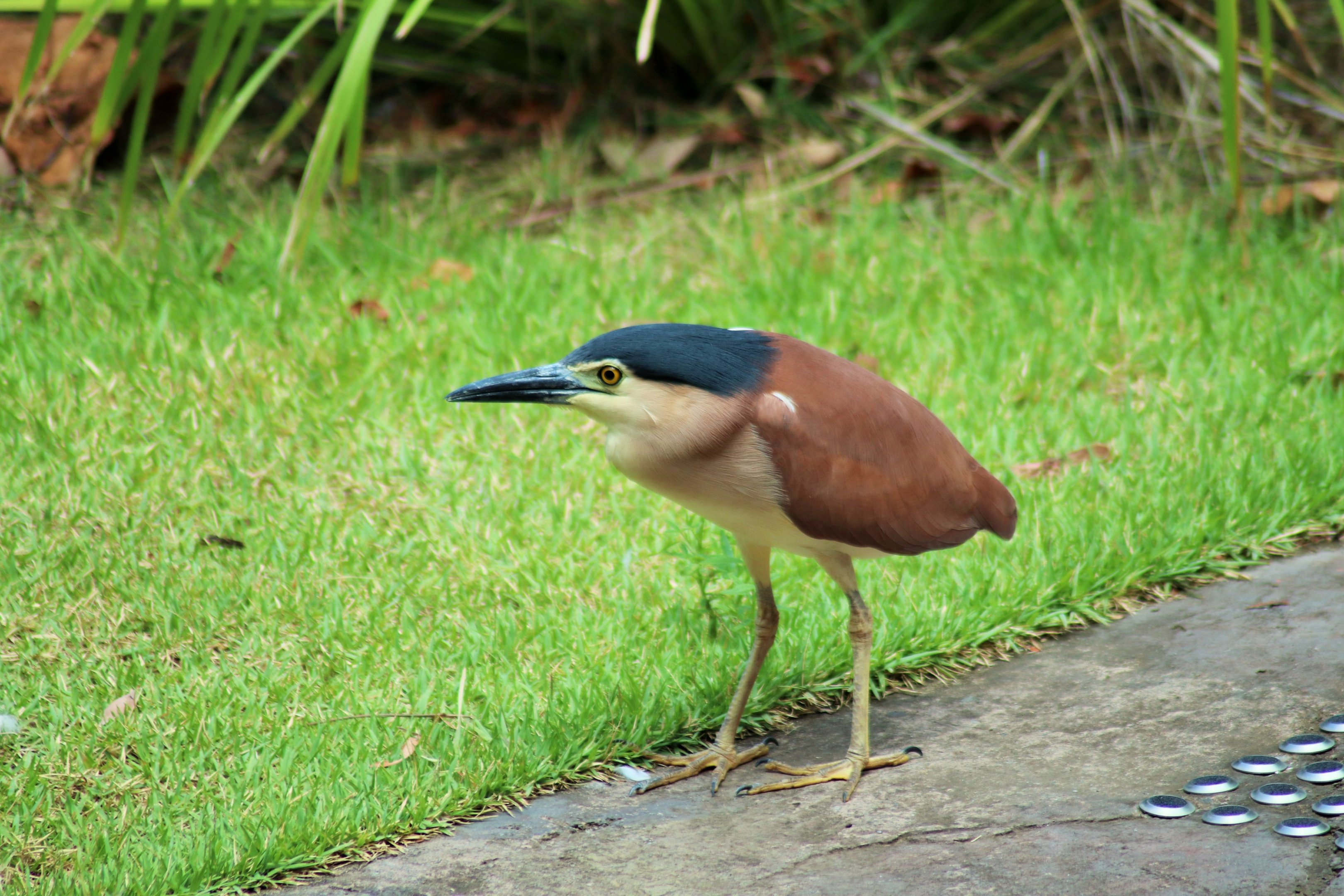 Wild Rufous Night Heron (Nycticorax caledonicus)
