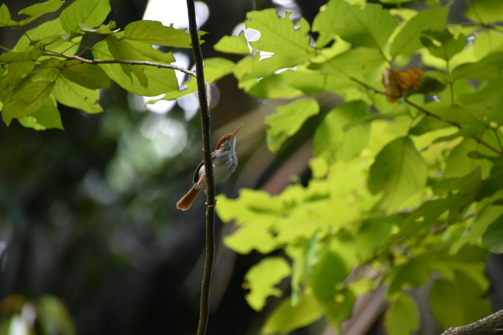 Wild Rufous Tailed Tailorbird