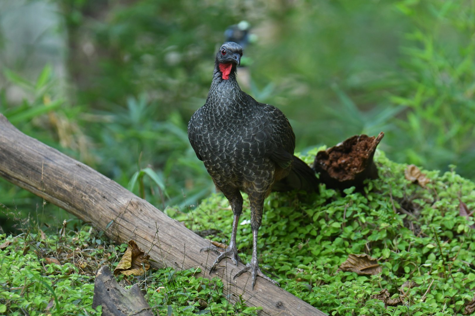 Wild Rusty-margined Guan Penelope superciliaris