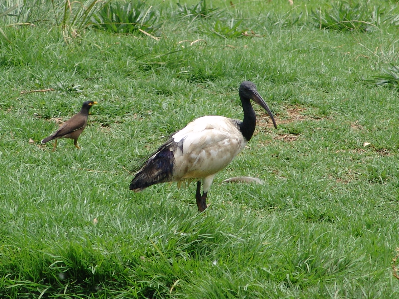 Wild Sacred Ibis (Threskiornis aethiopicus) and an introduced wild Common M