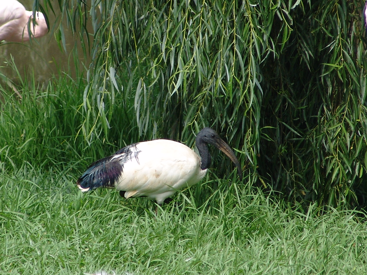 Wild Sacred Ibis (Threskiornis aethiopicus)