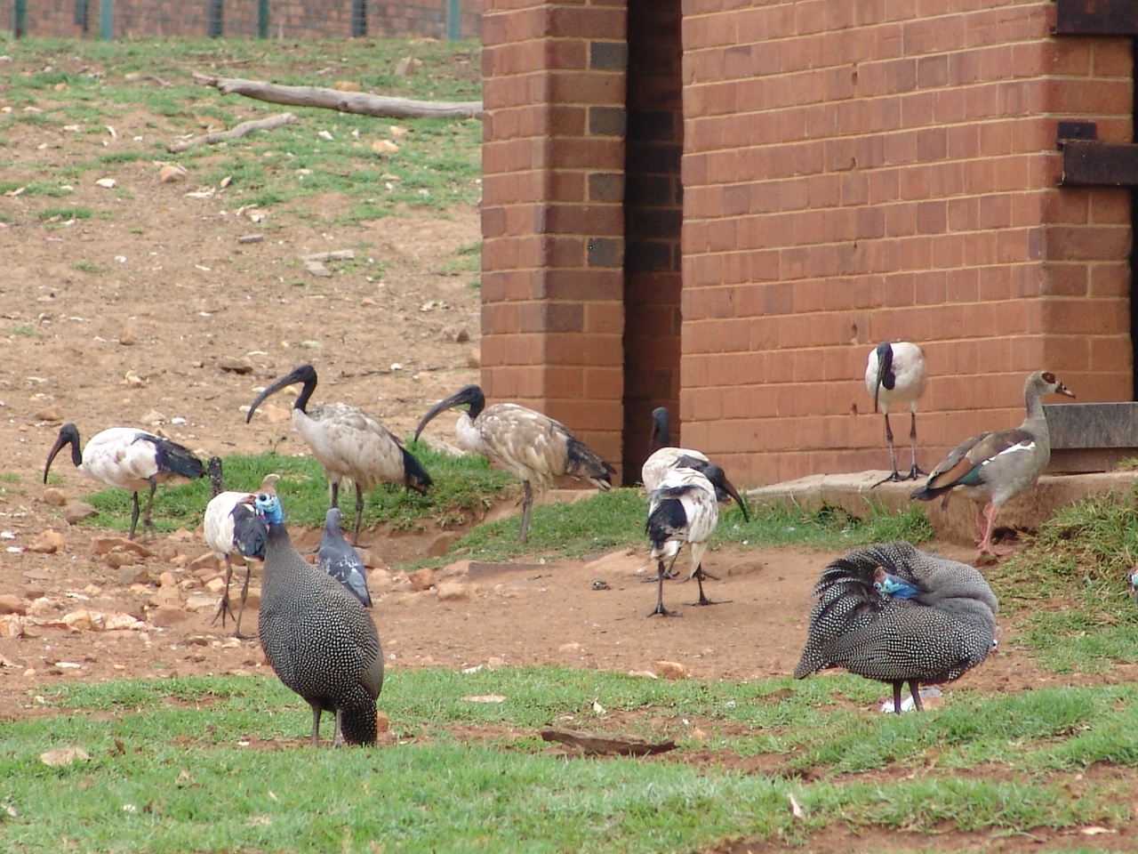 Wild Sacred Ibises (Threskiornis aethiopicus), Egyptian Goose (Alopochen ae