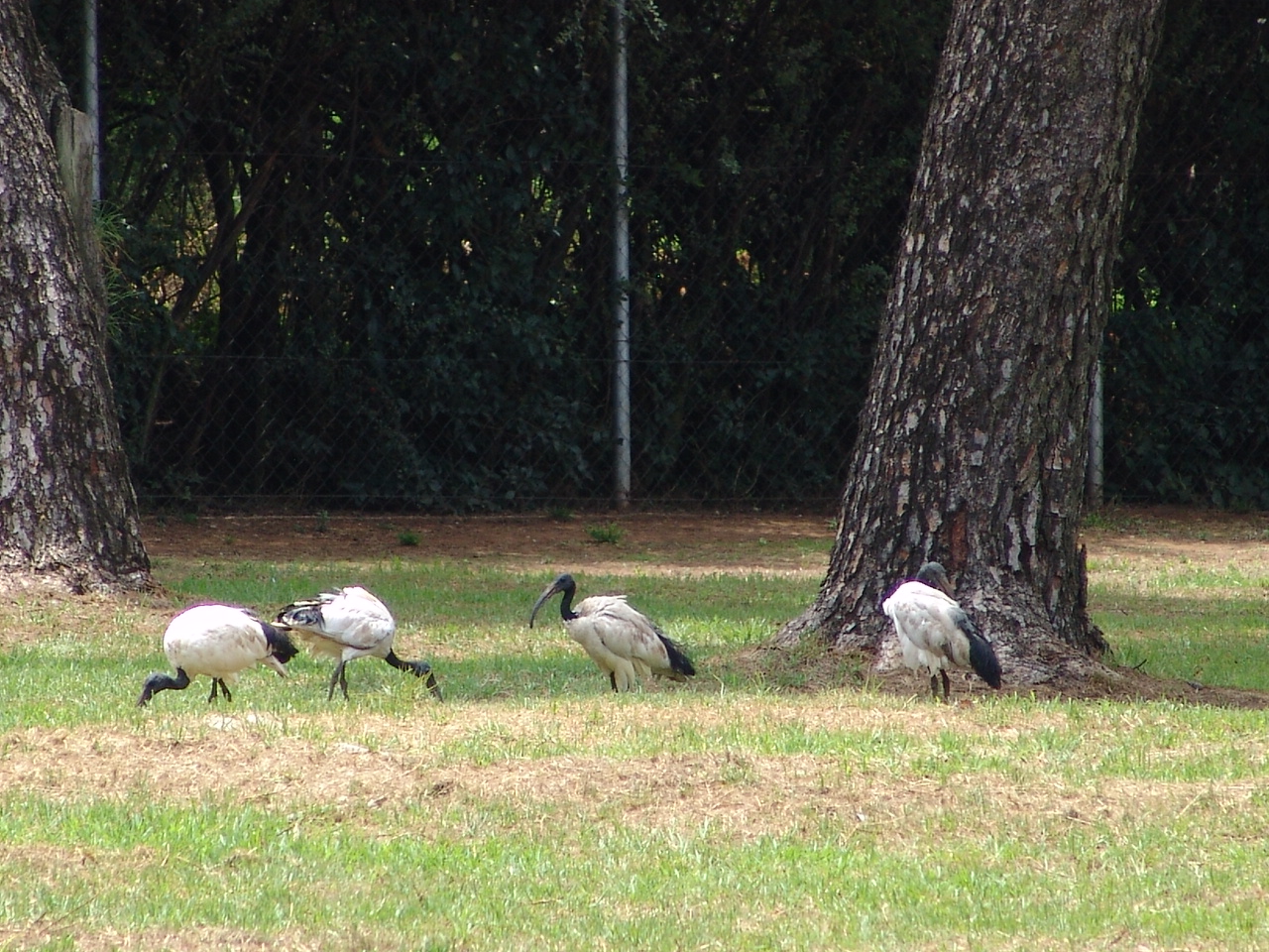 Wild Sacred Ibises (Threskiornis aethiopicus)