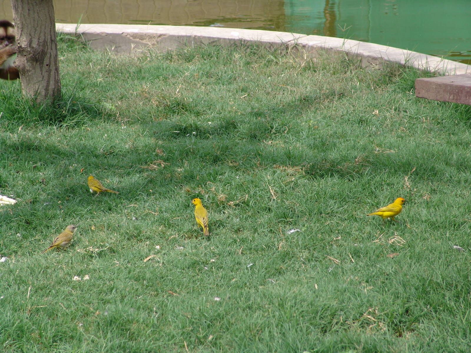 Wild Saffron Finches (Sicalis flaveola)