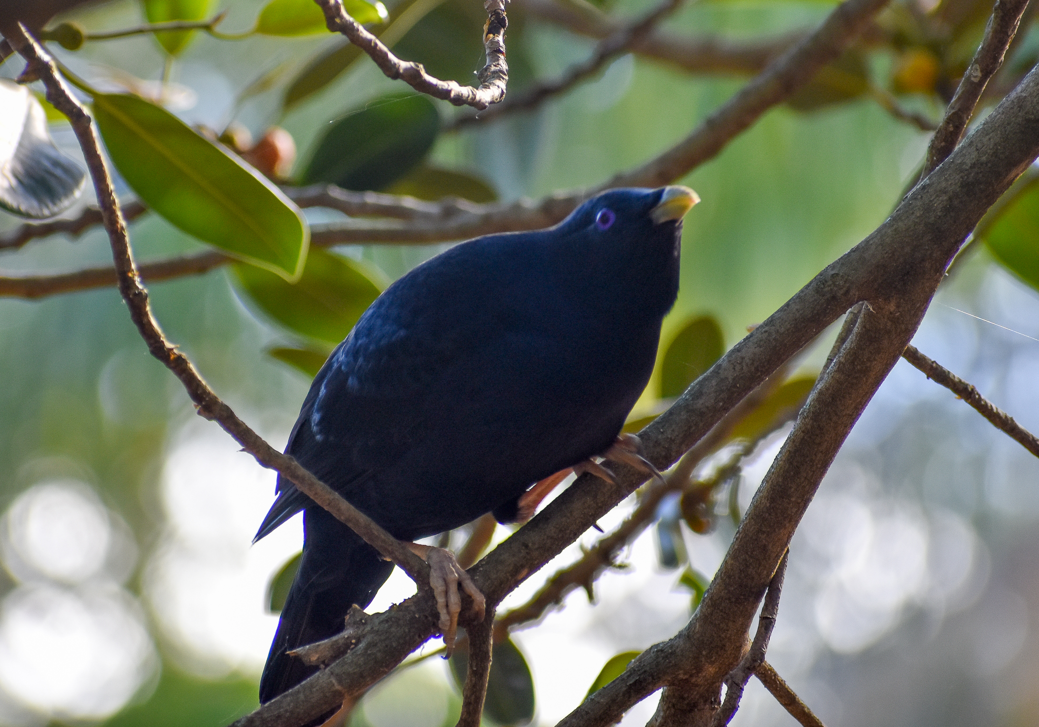wild - Satin Bowerbird