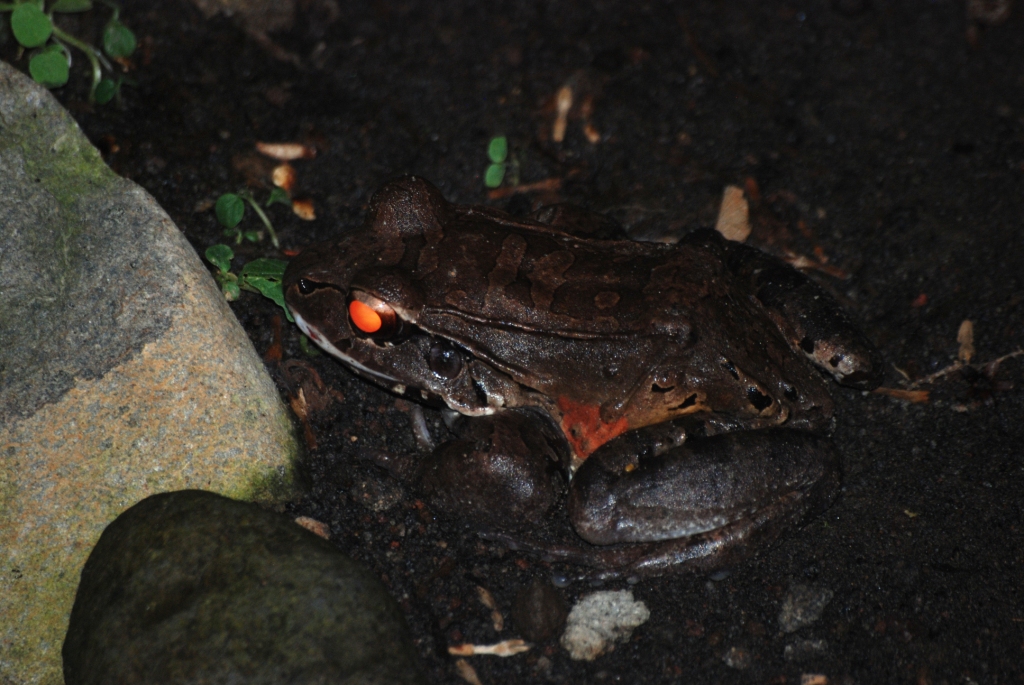 (Wild) Savage's Jungle Frog at Arenal Natura, 18/04/14