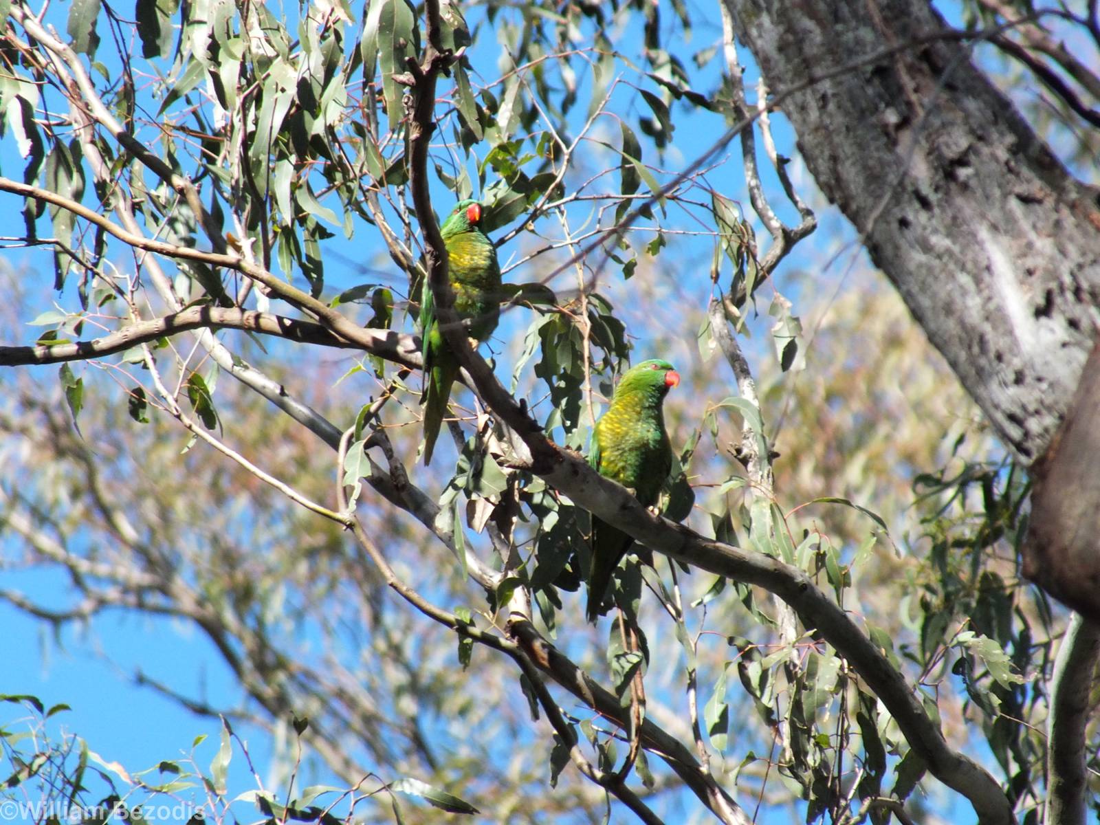 Wild Scaly-breasted Lorikeet