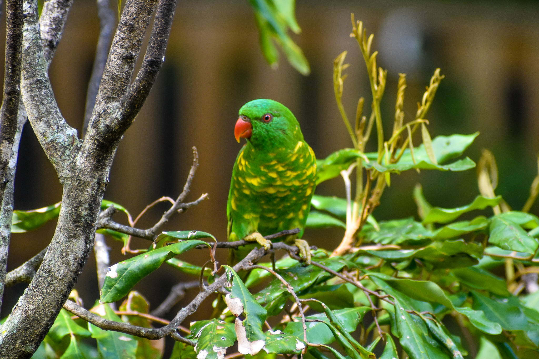 wild - Scaly-breasted Lorikeet