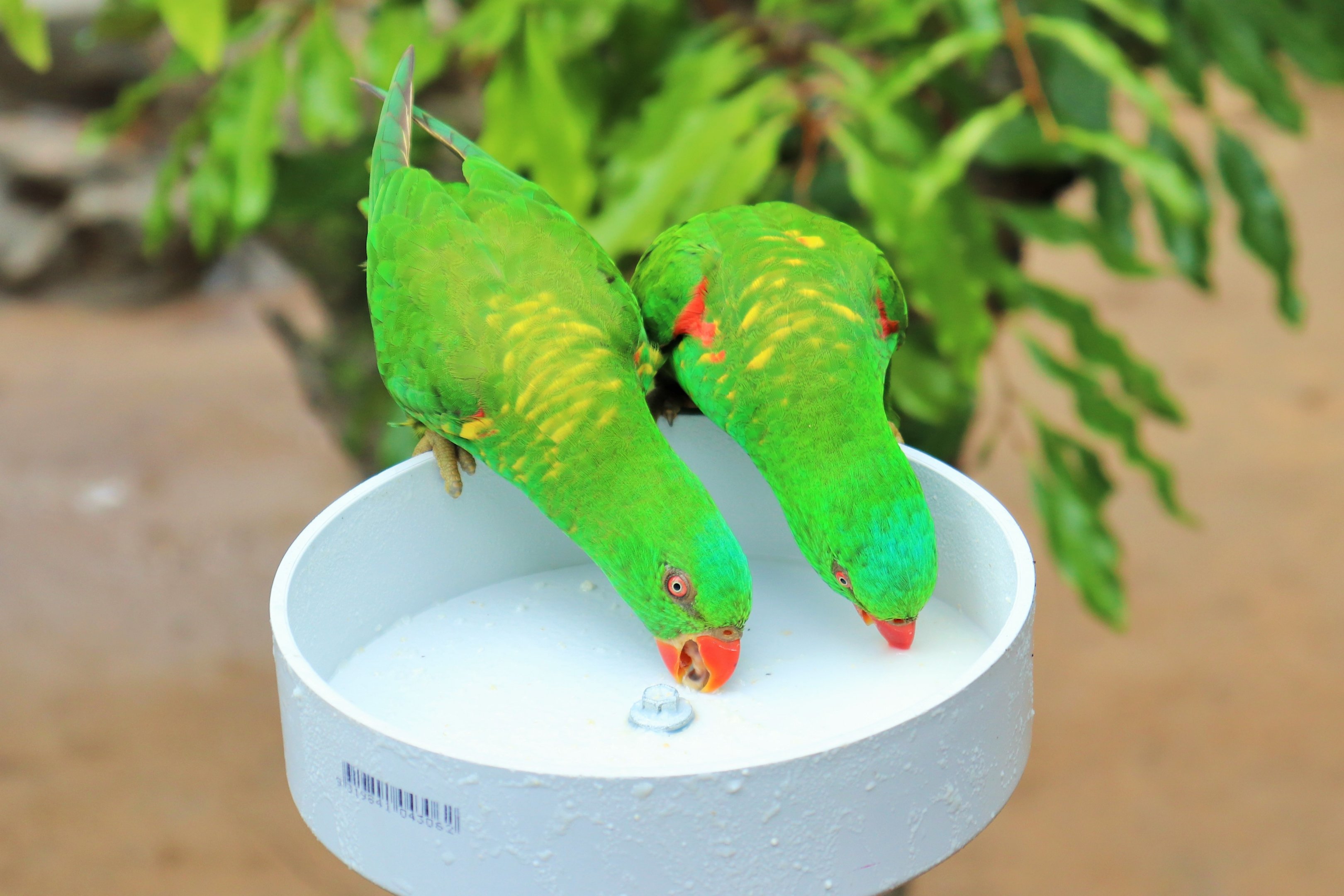 Wild Scaly-breasted Lorikeets (Trichoglossus chlorolepidotus)