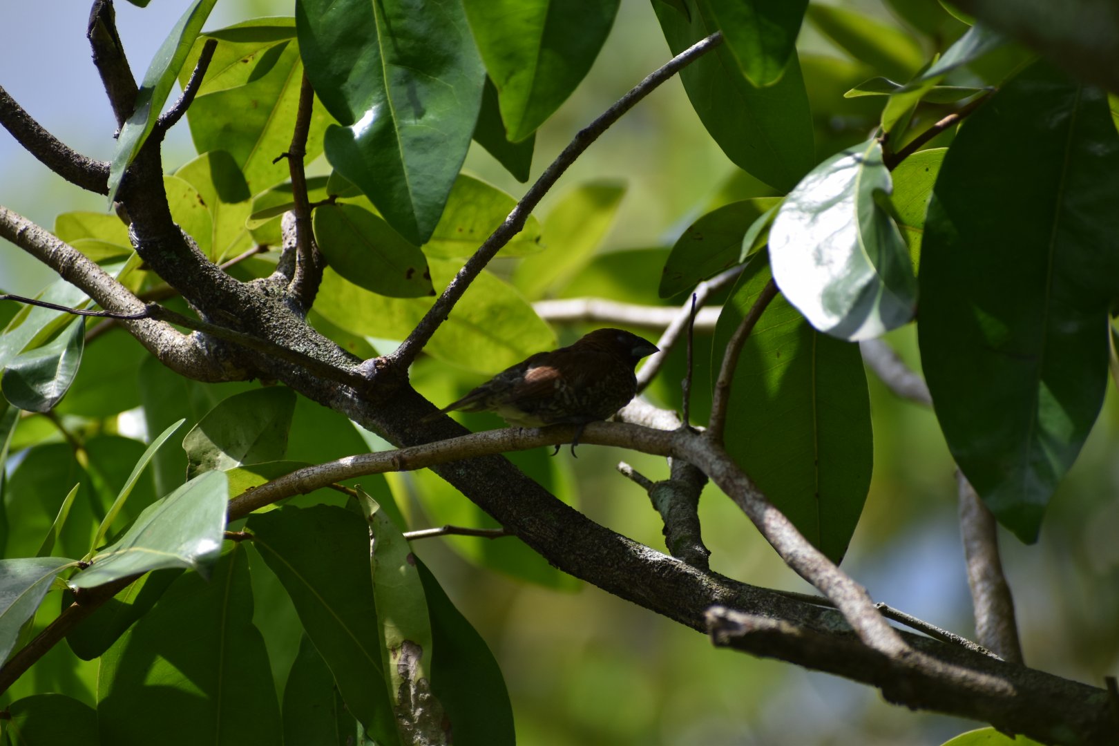 Wild Scaly-Breasted Munia