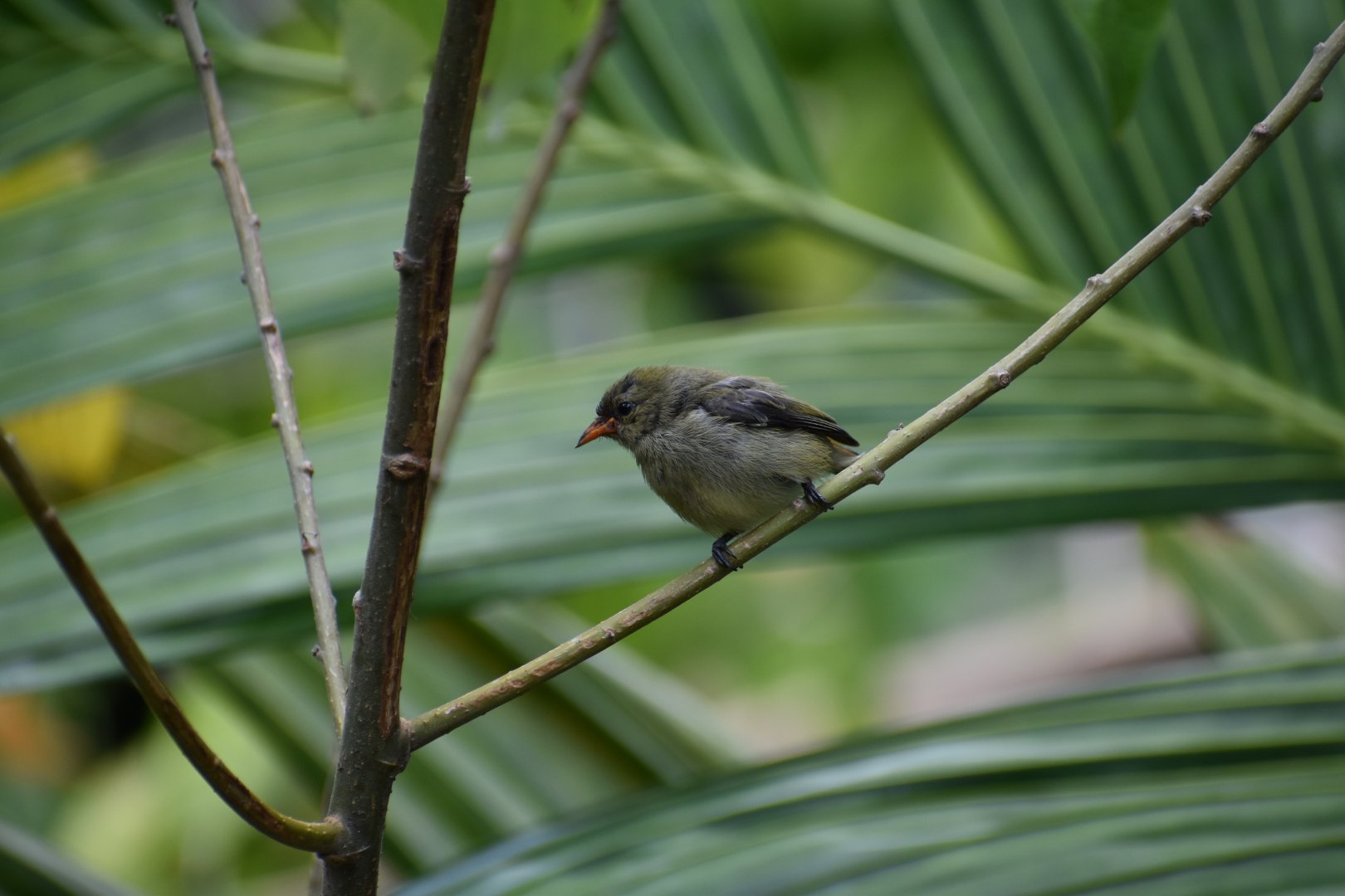 Wild Scarlet Backed Flowerpecker Chick