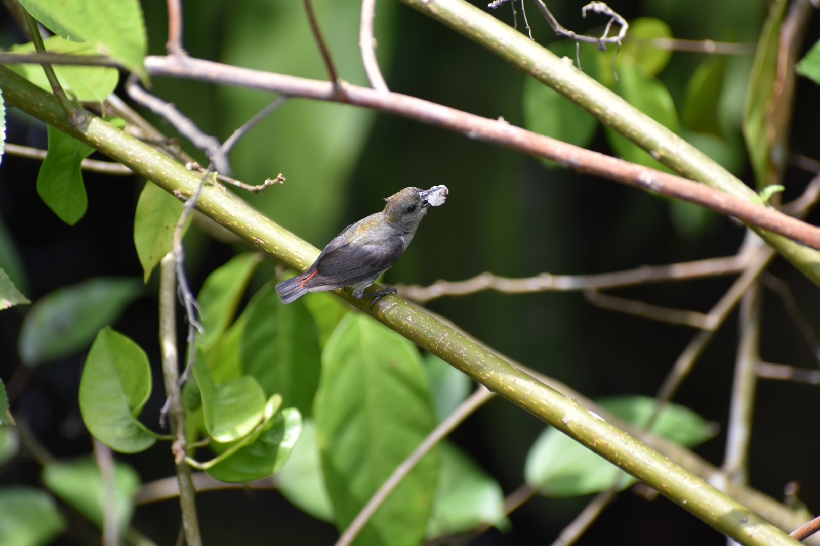 Wild Scarlet Backed Flowerpecker