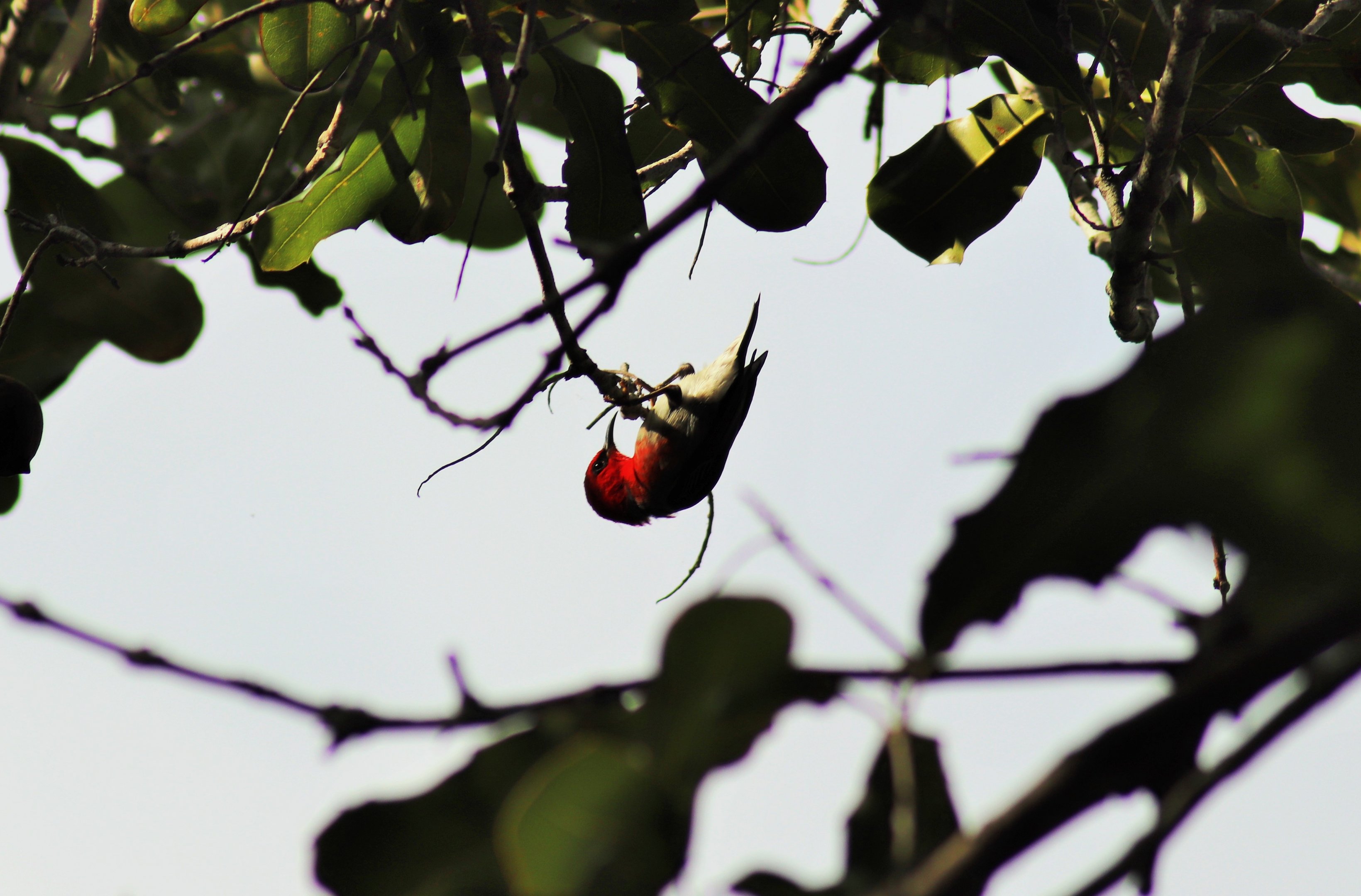 Wild Scarlet Honeyeater (Myzomela sanguinolenta)