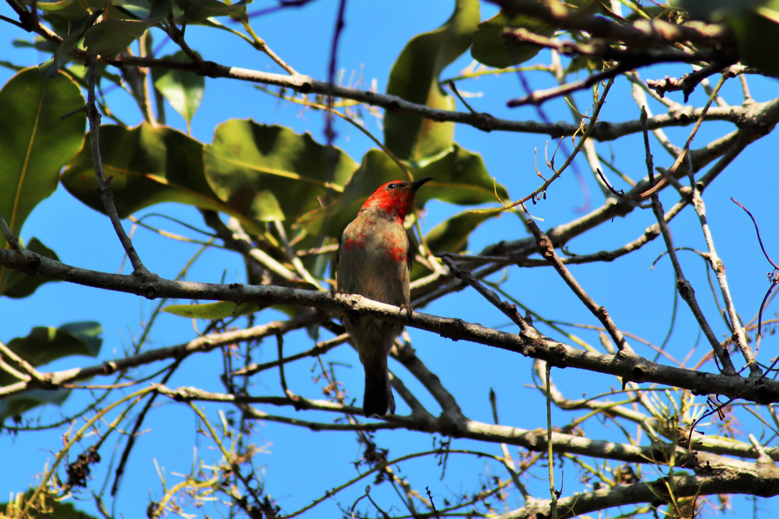 Wild Scarlet Honeyeater (Myzomela sanguinolenta)