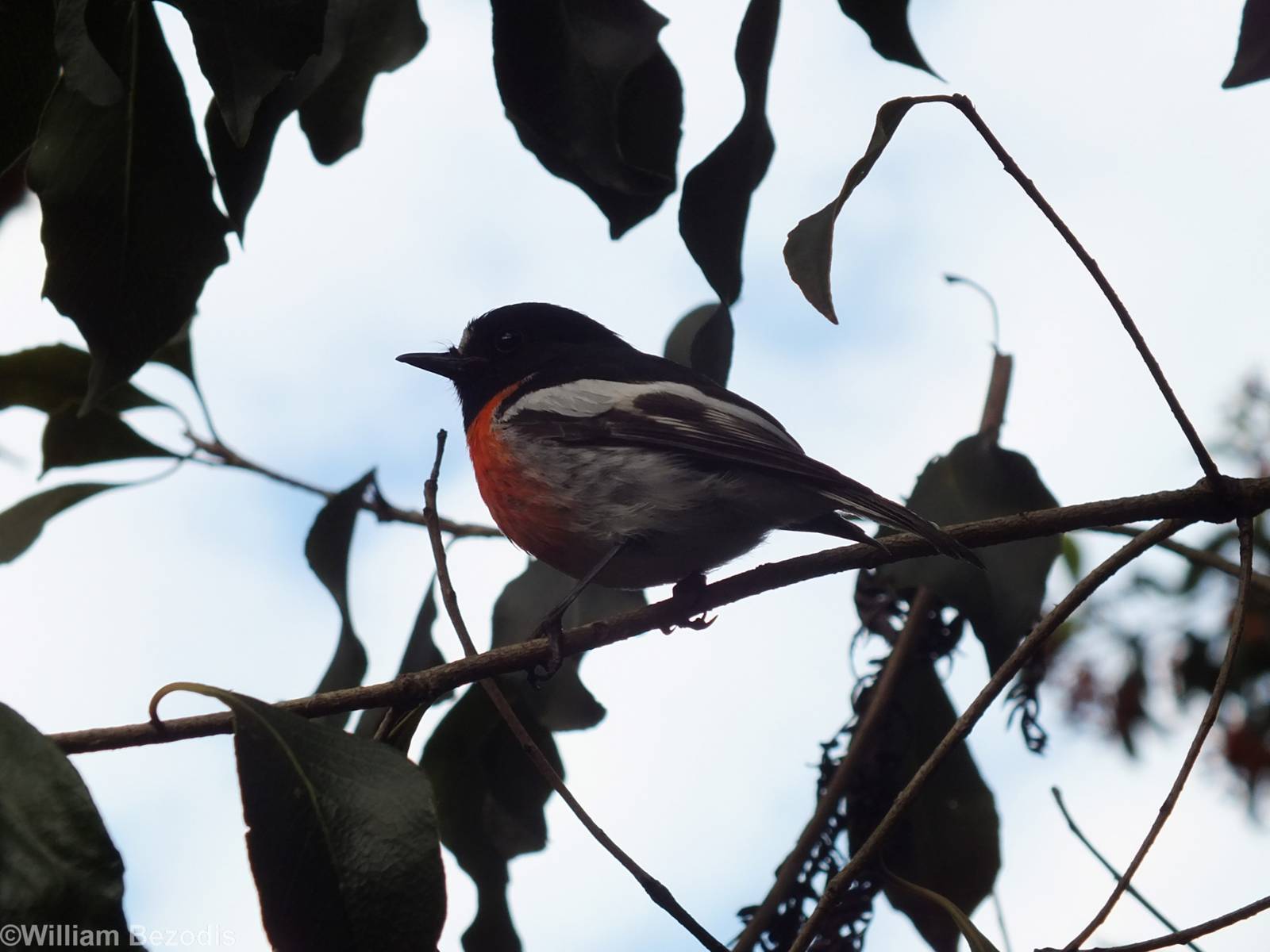 Wild Scarlet Robin - Caversham Wildlife Park