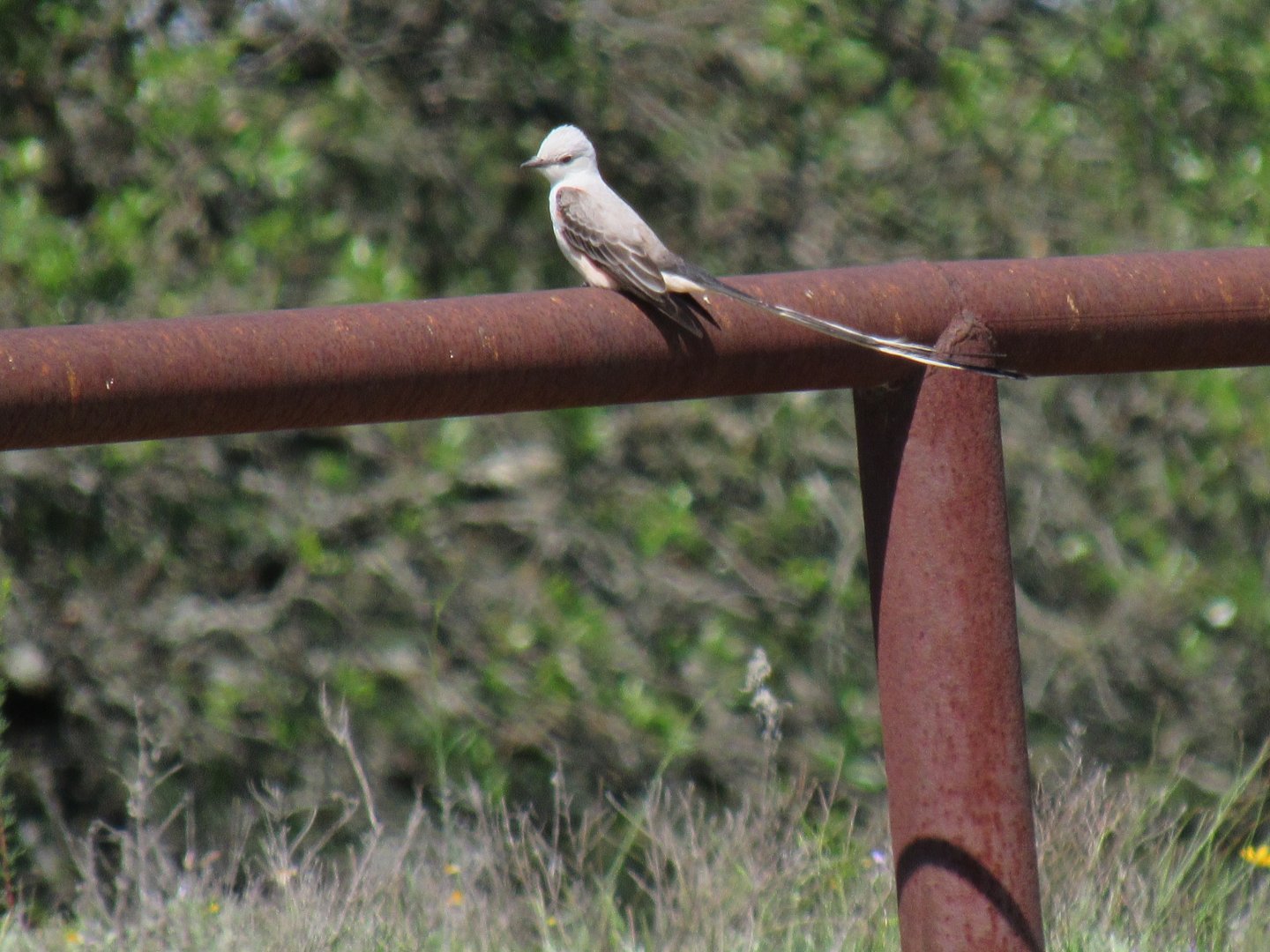 Wild Scissor-Tailed Flycatcher
