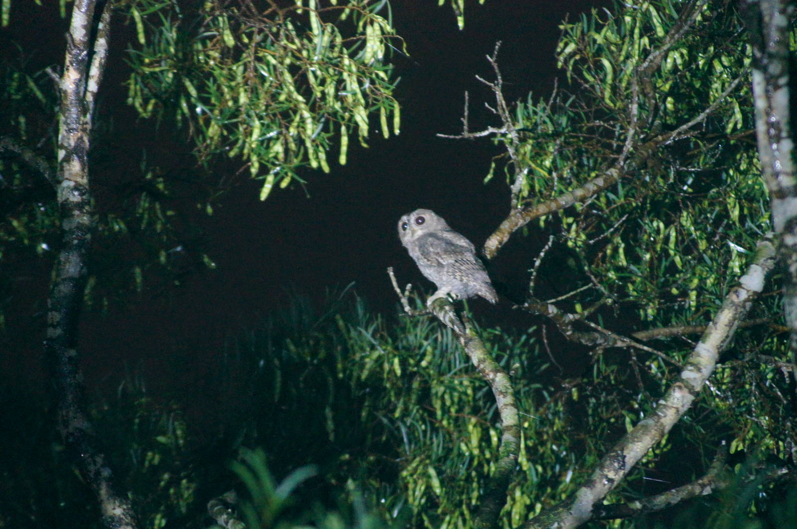 Wild scops owl