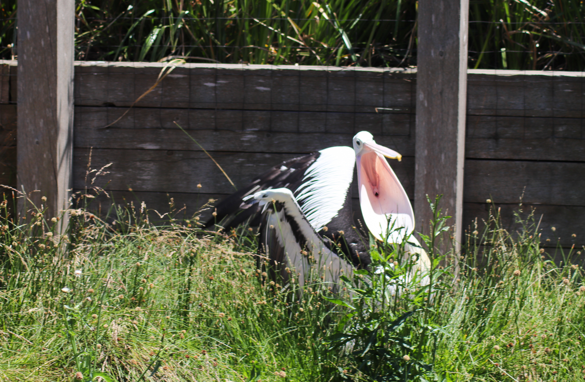 Wild Sea - Australian Pelican (Pelecanus conspicillatus) - December 2018
