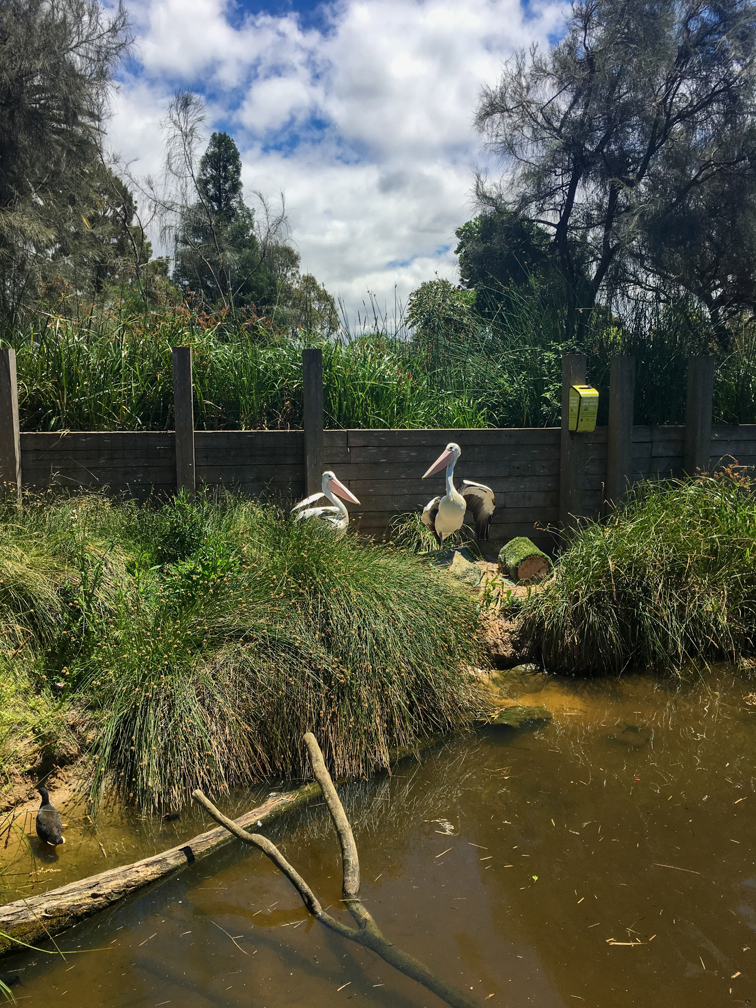 Wild Sea - Australian Pelican/Turtle Enclosure - December 2018