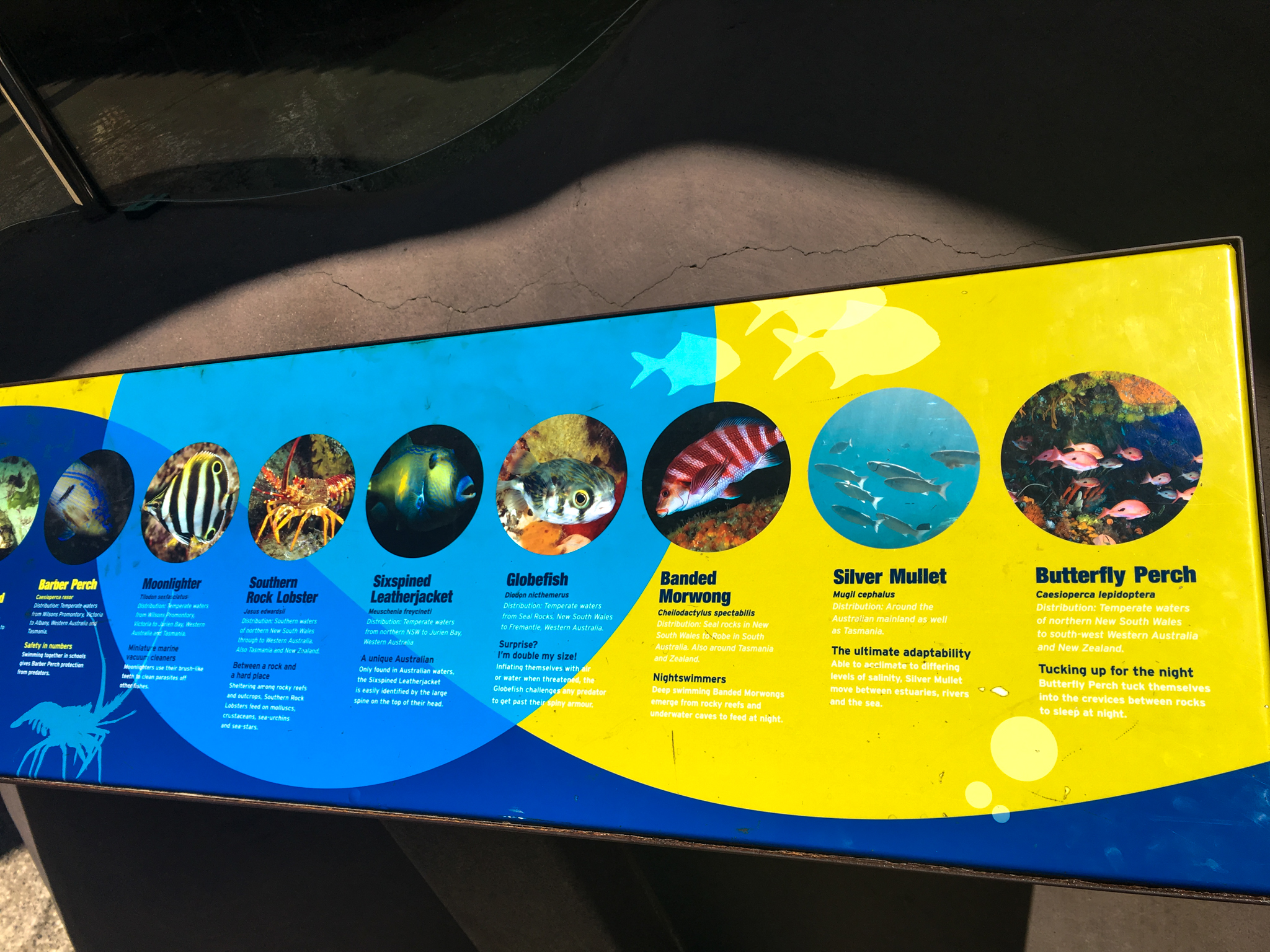 Wild Sea - Fish Signage - December 2018